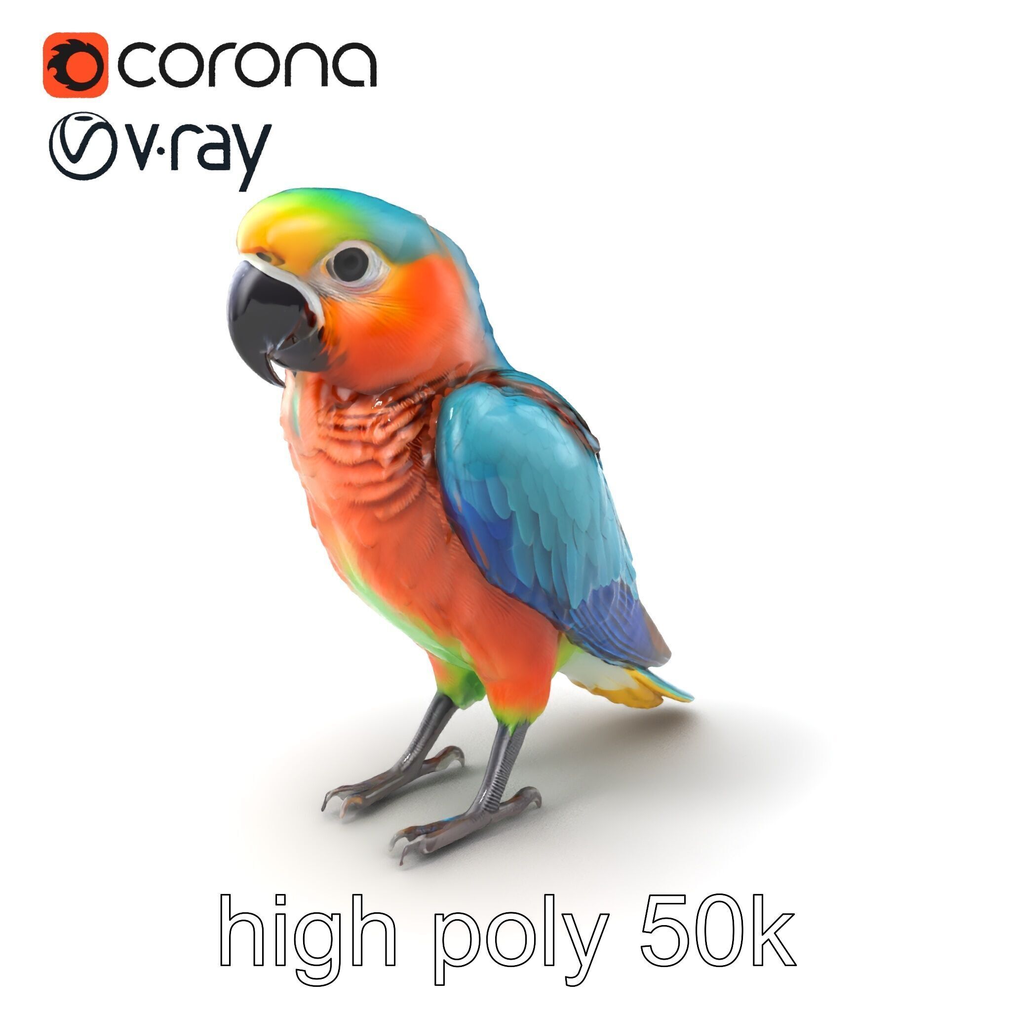 Colorful Parrot Species 3D Model Pack Low-poly 3D model_2