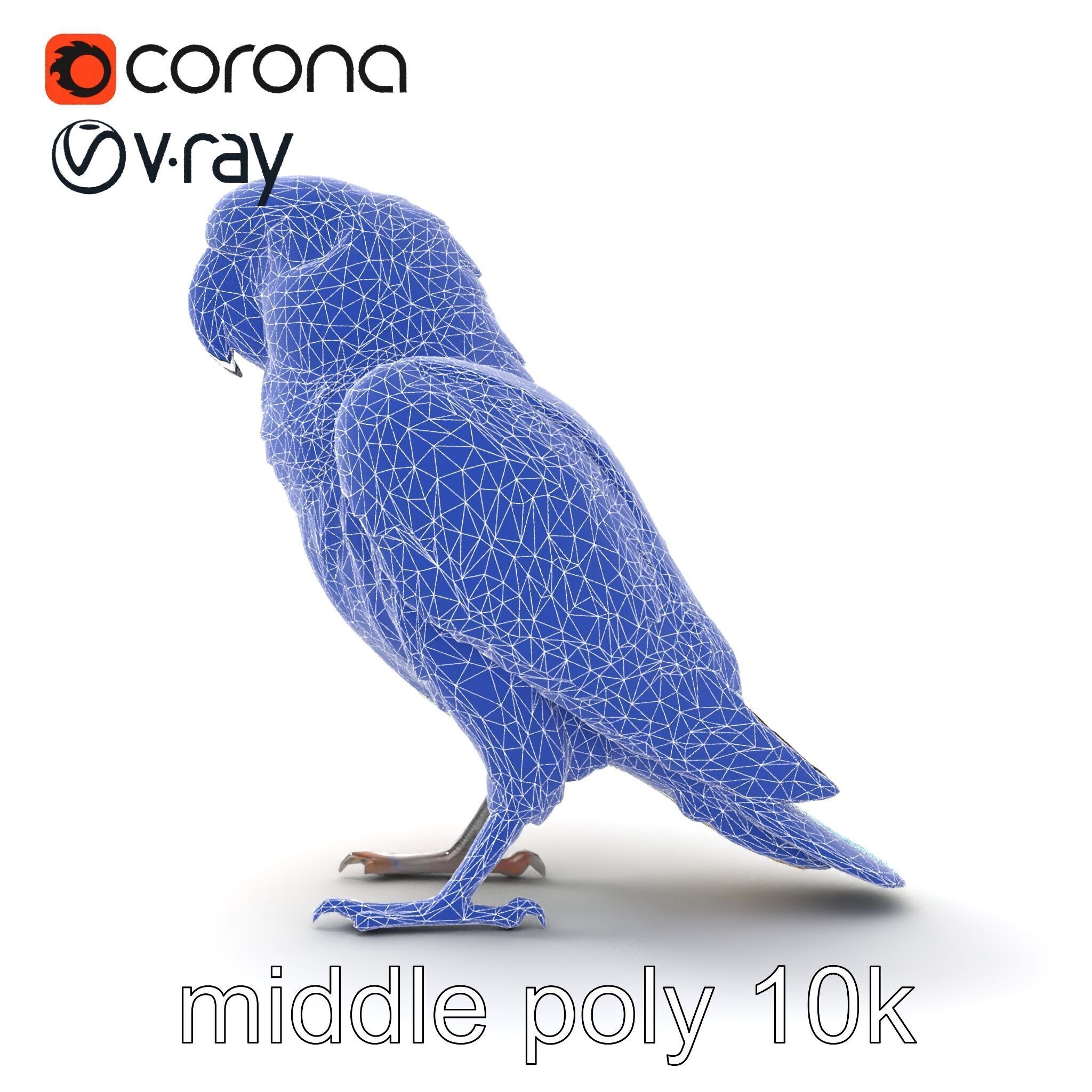 Colorful Parrot Species 3D Model Pack Low-poly 3D model_29