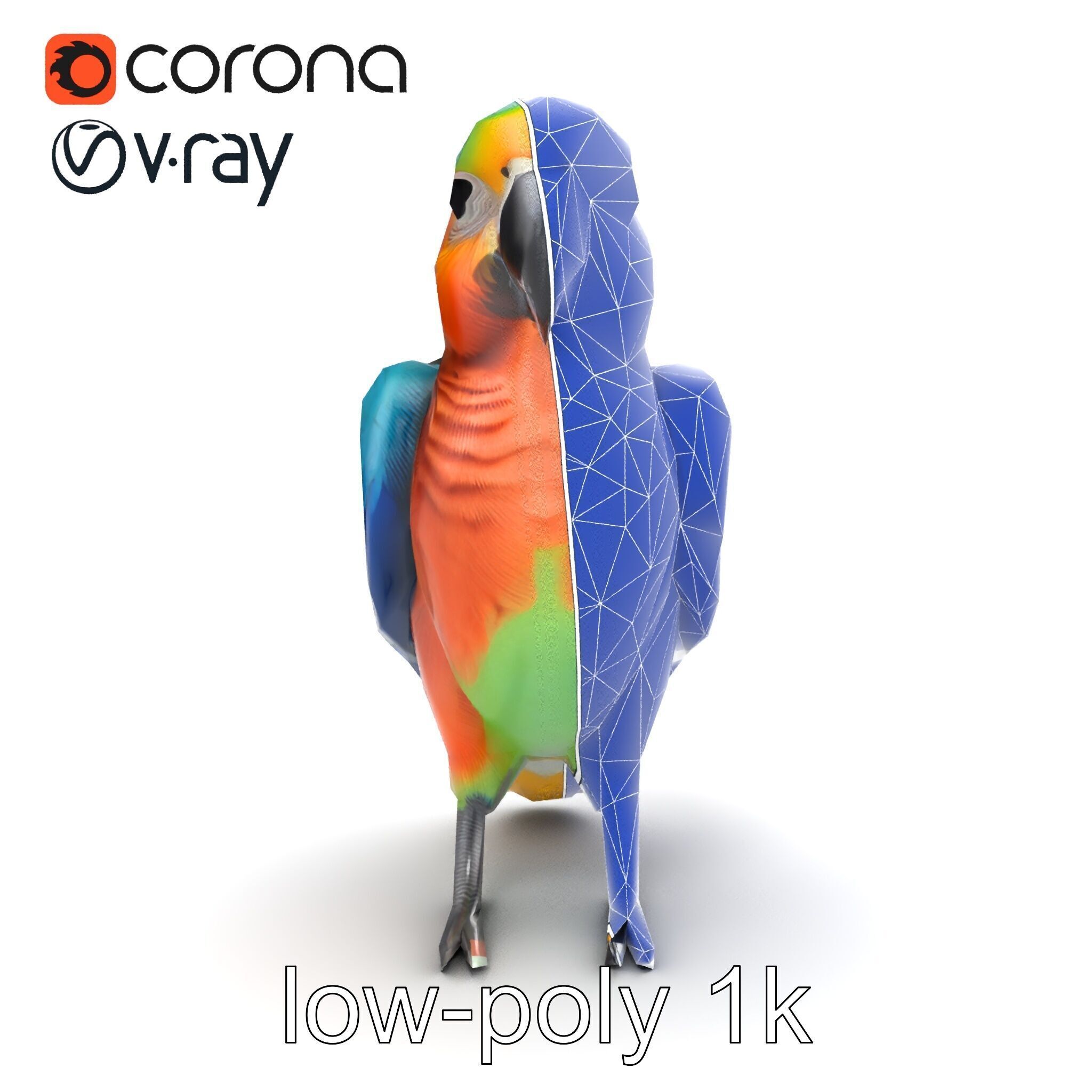 Colorful Parrot Species 3D Model Pack Low-poly 3D model_23