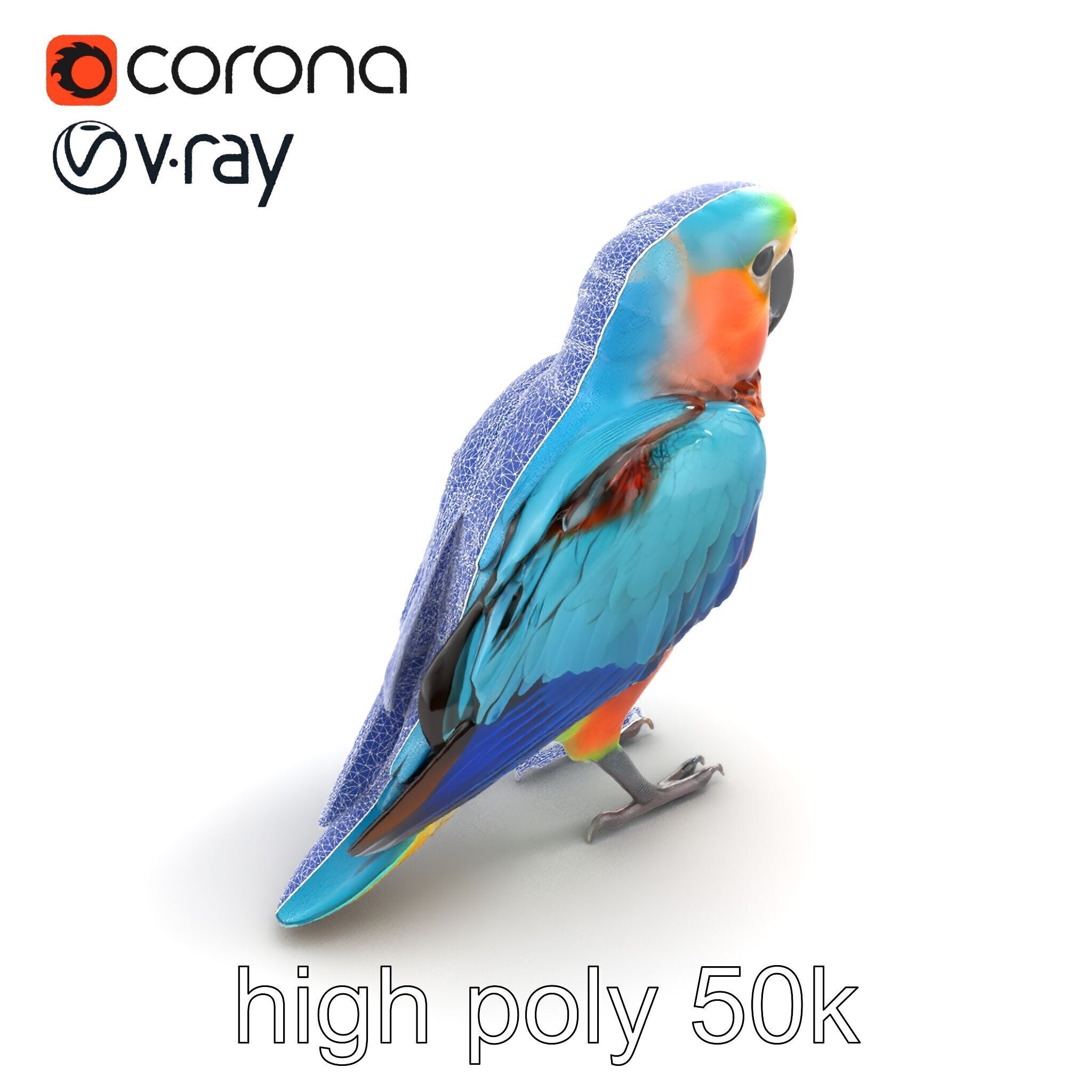 Colorful Parrot Species 3D Model Pack Low-poly 3D model_13