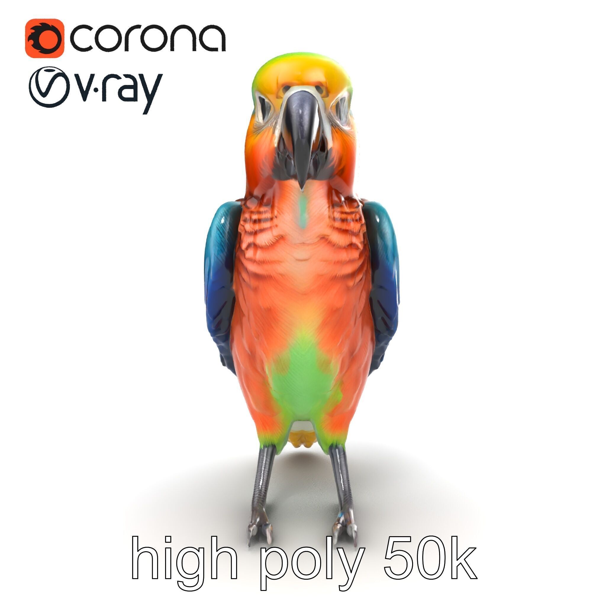 Colorful Parrot Species 3D Model Pack Low-poly 3D model_20