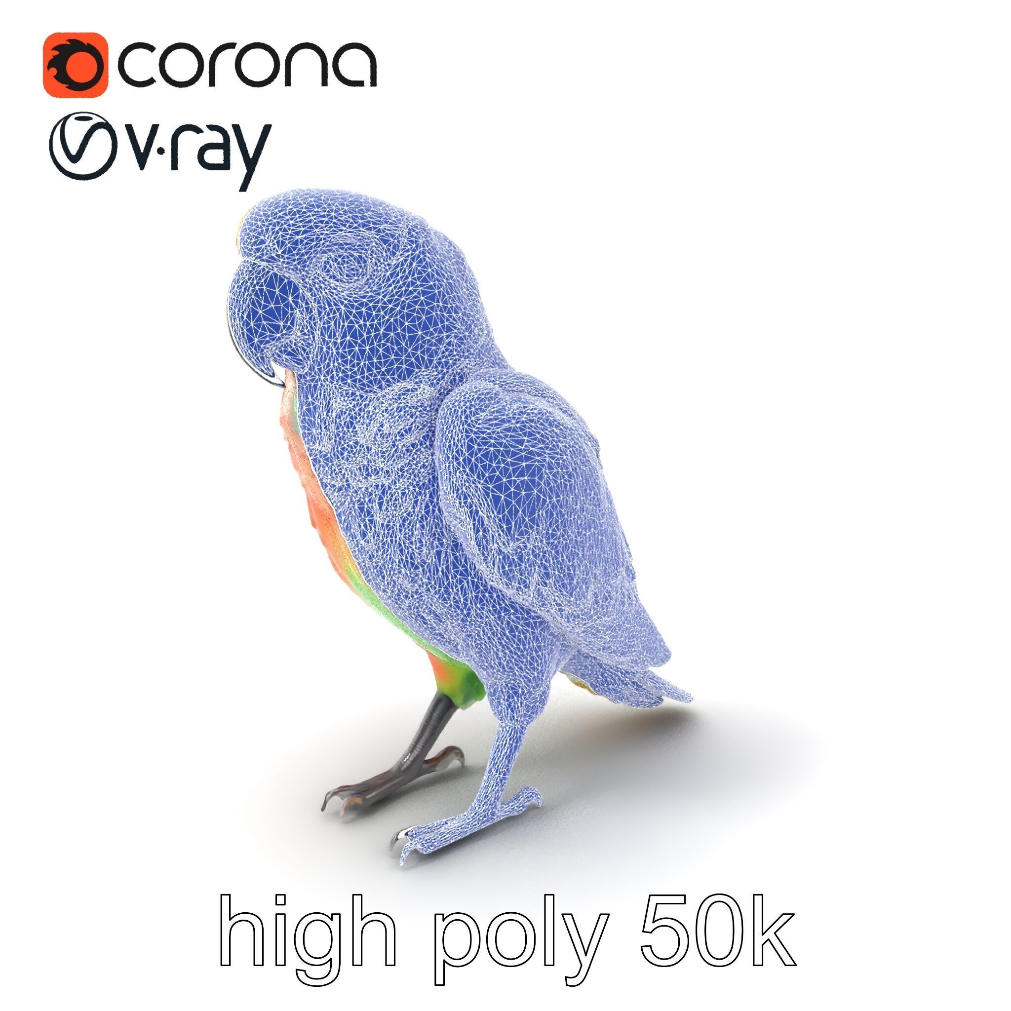 Colorful Parrot Species 3D Model Pack Low-poly 3D model_1