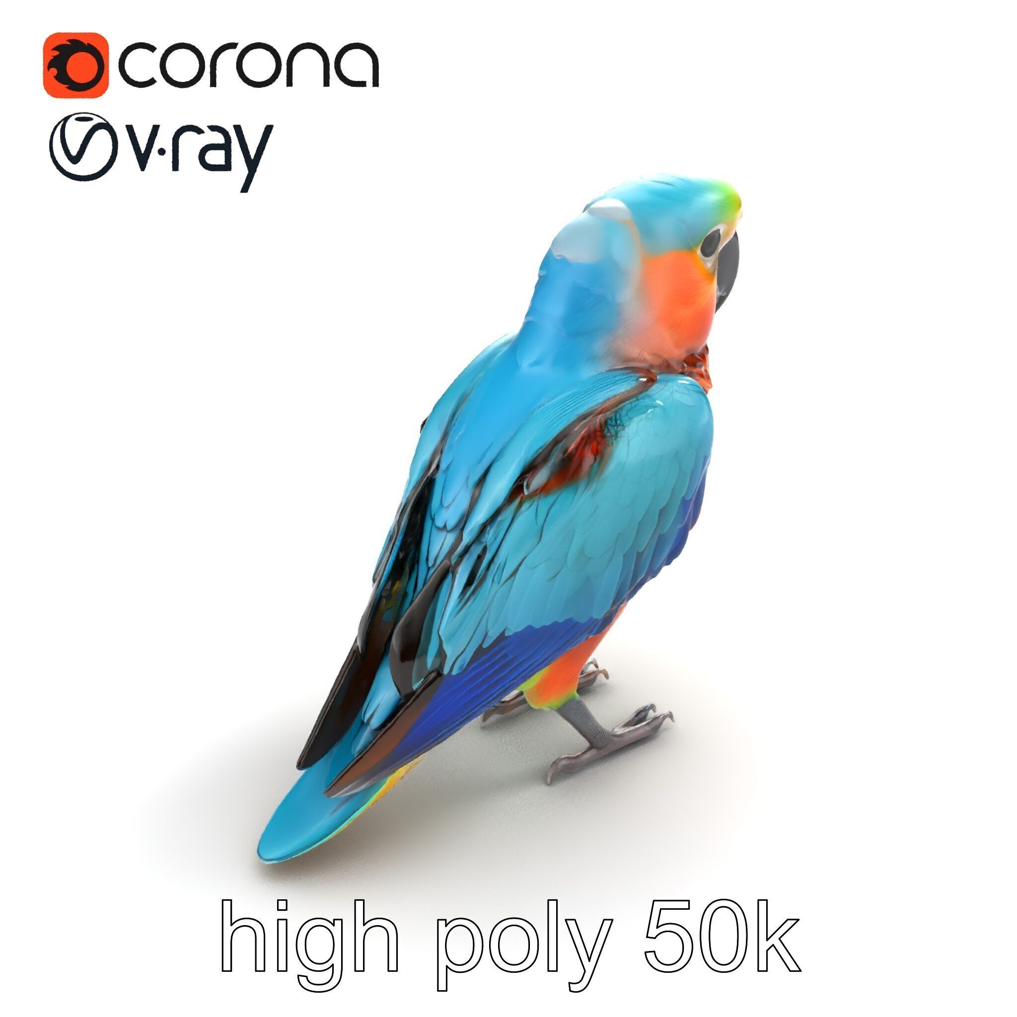 Colorful Parrot Species 3D Model Pack Low-poly 3D model_9
