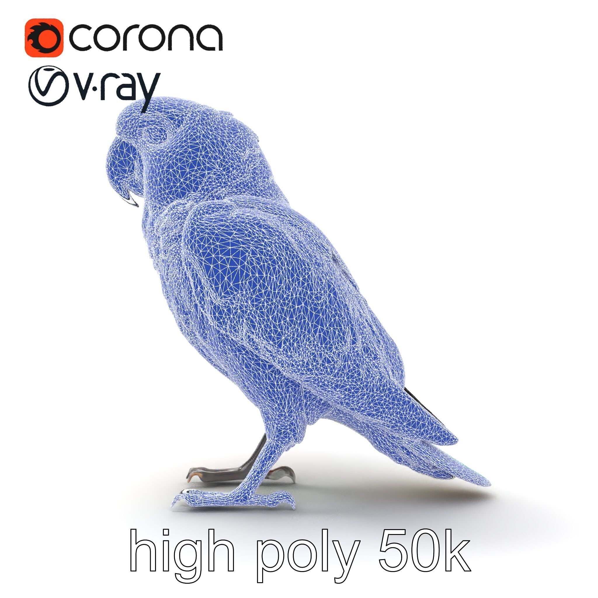 Colorful Parrot Species 3D Model Pack Low-poly 3D model_26