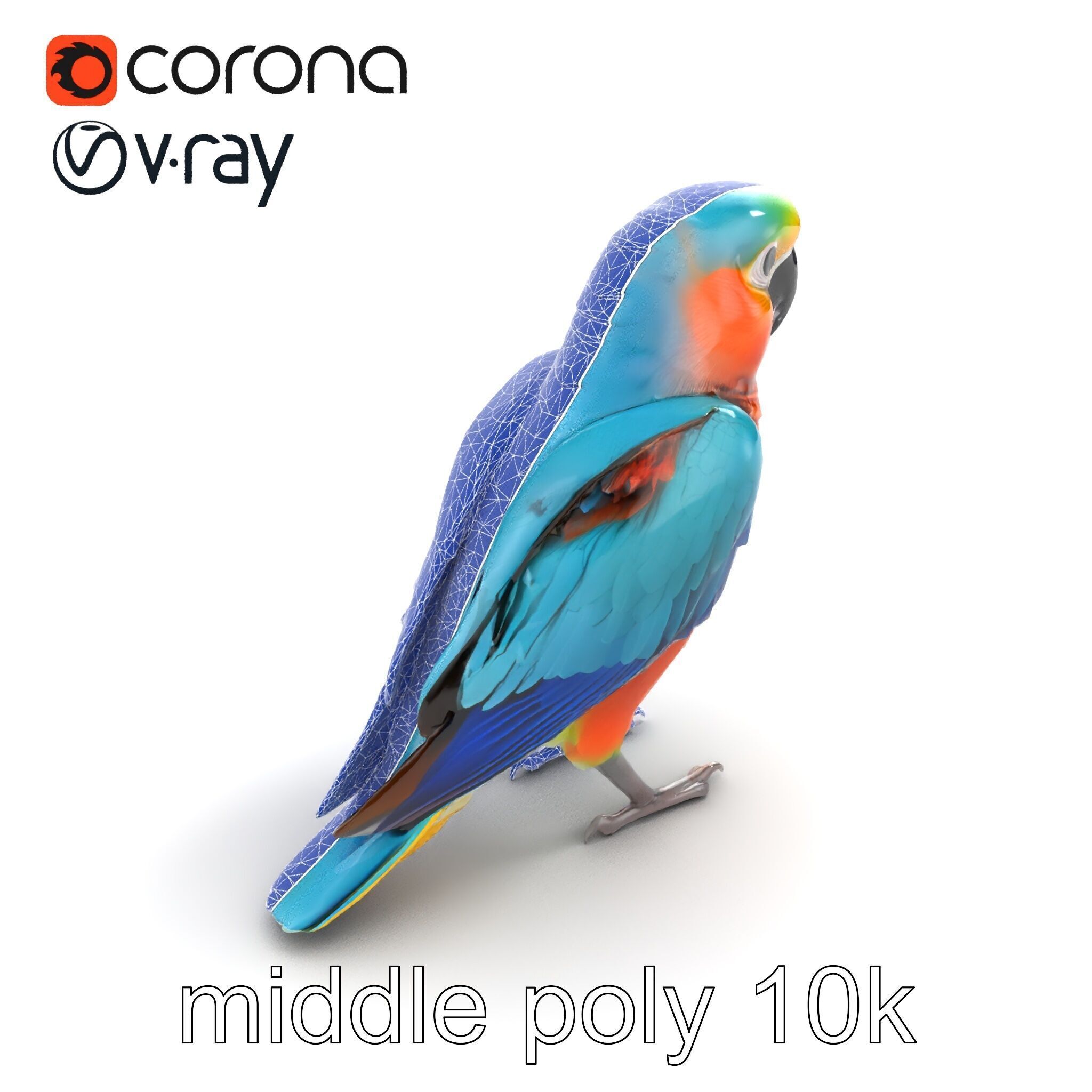 Colorful Parrot Species 3D Model Pack Low-poly 3D model_11