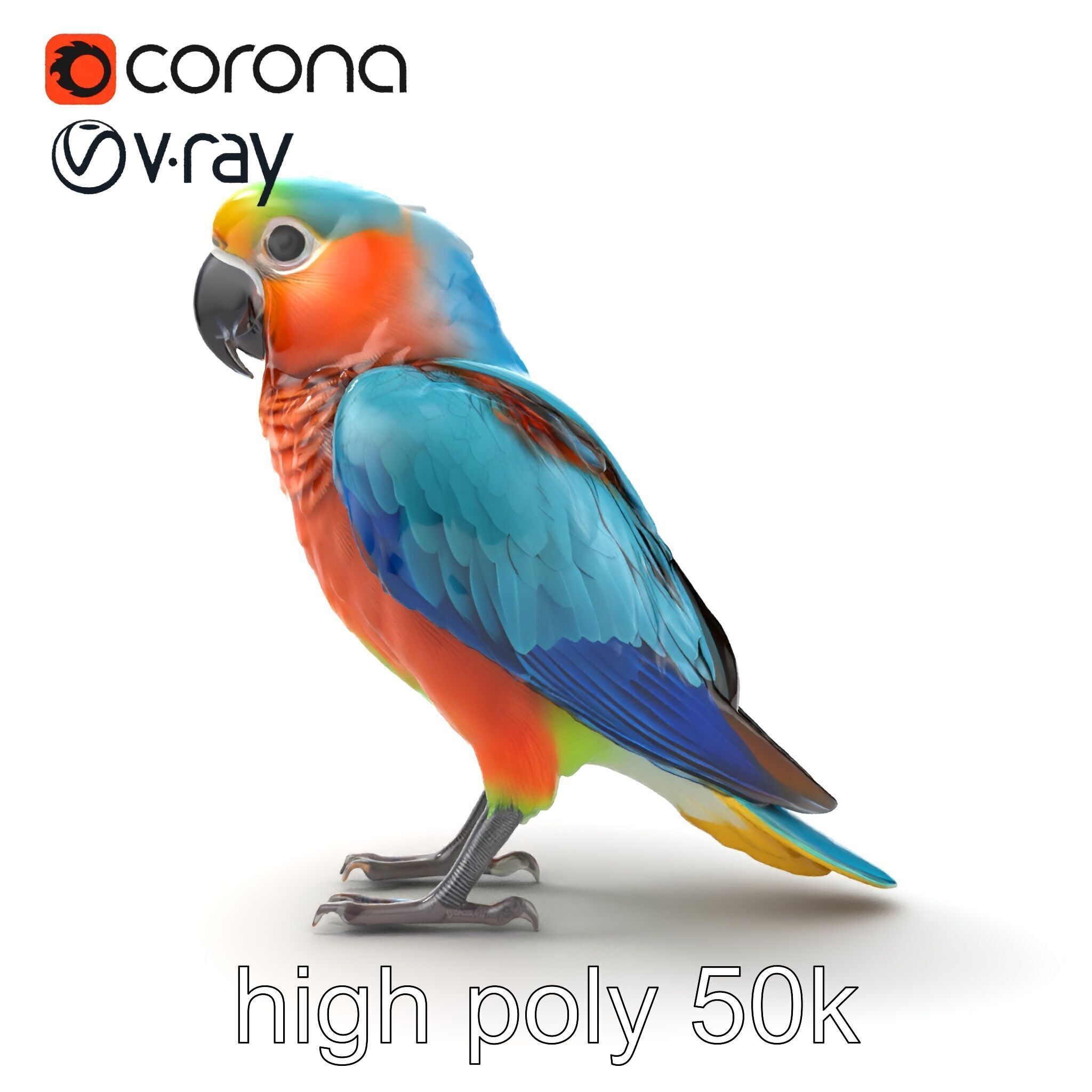 Colorful Parrot Species 3D Model Pack Low-poly 3D model_24