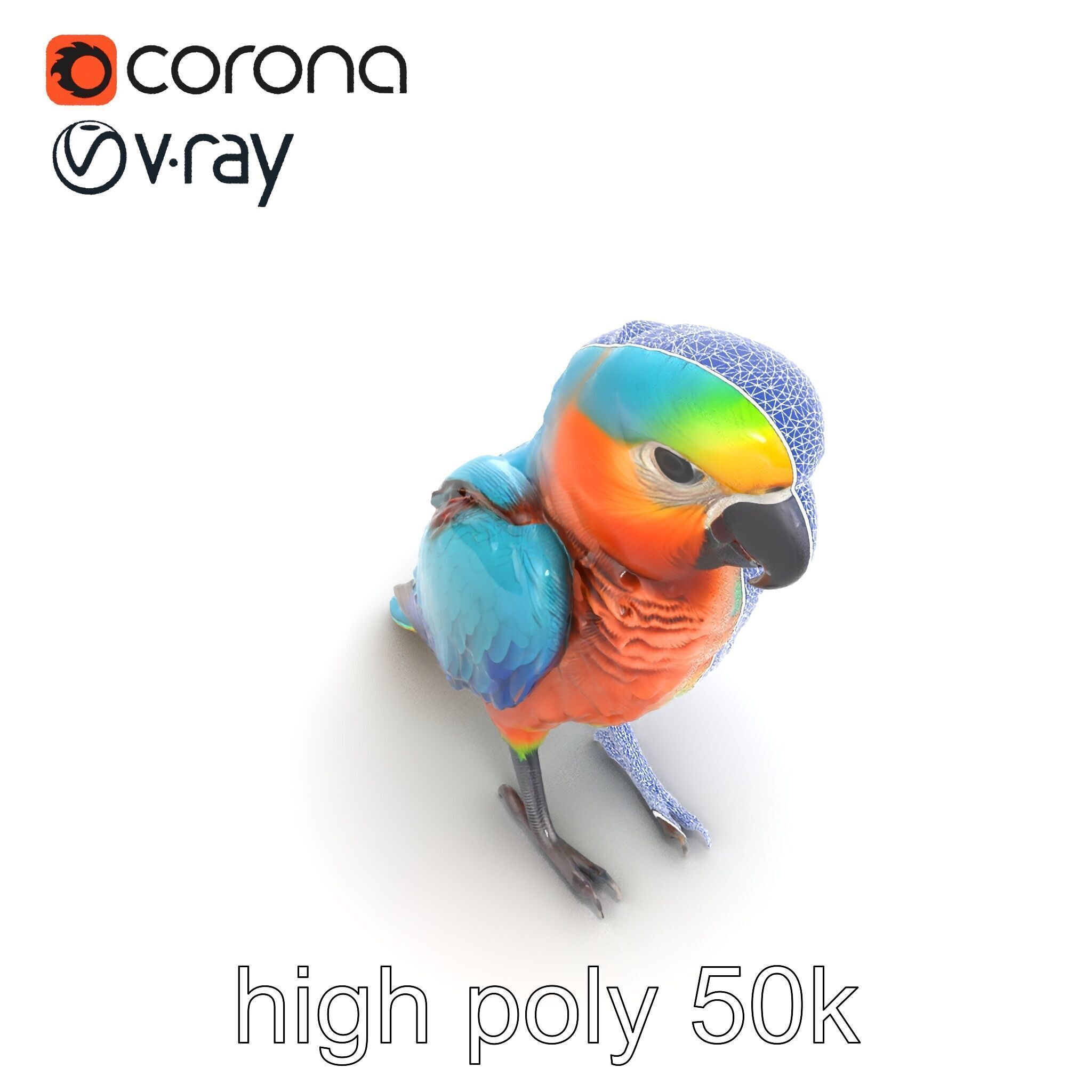 Colorful Parrot Species 3D Model Pack Low-poly 3D model_18