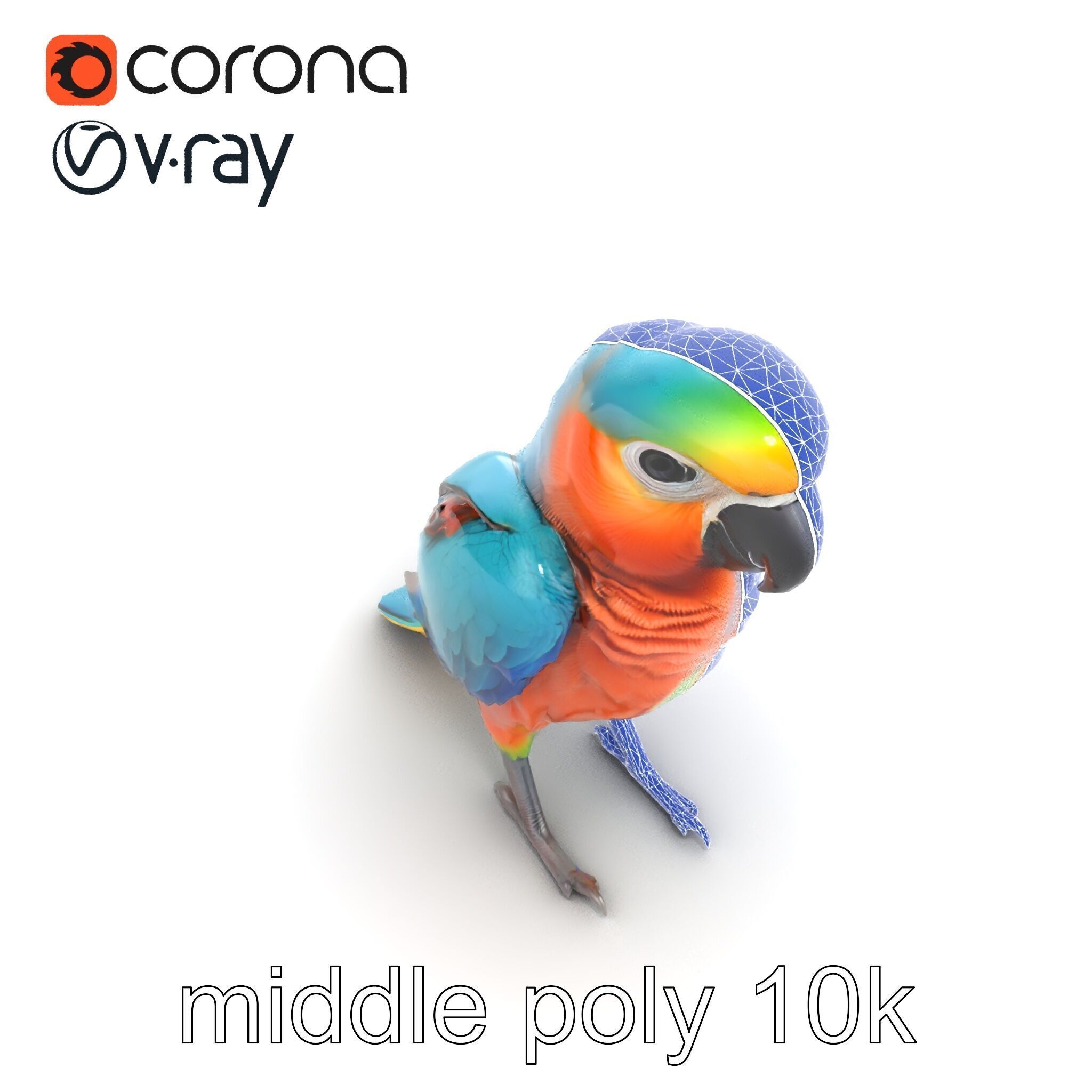 Colorful Parrot Species 3D Model Pack Low-poly 3D model_14