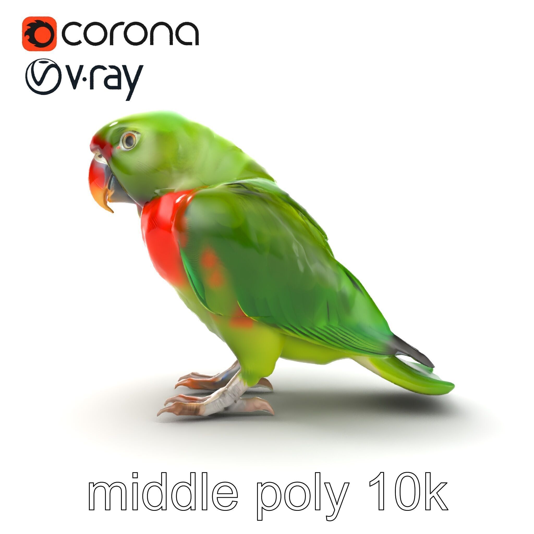 Eclectus Parrot Realistic Model Pack Low-poly 3D model_27