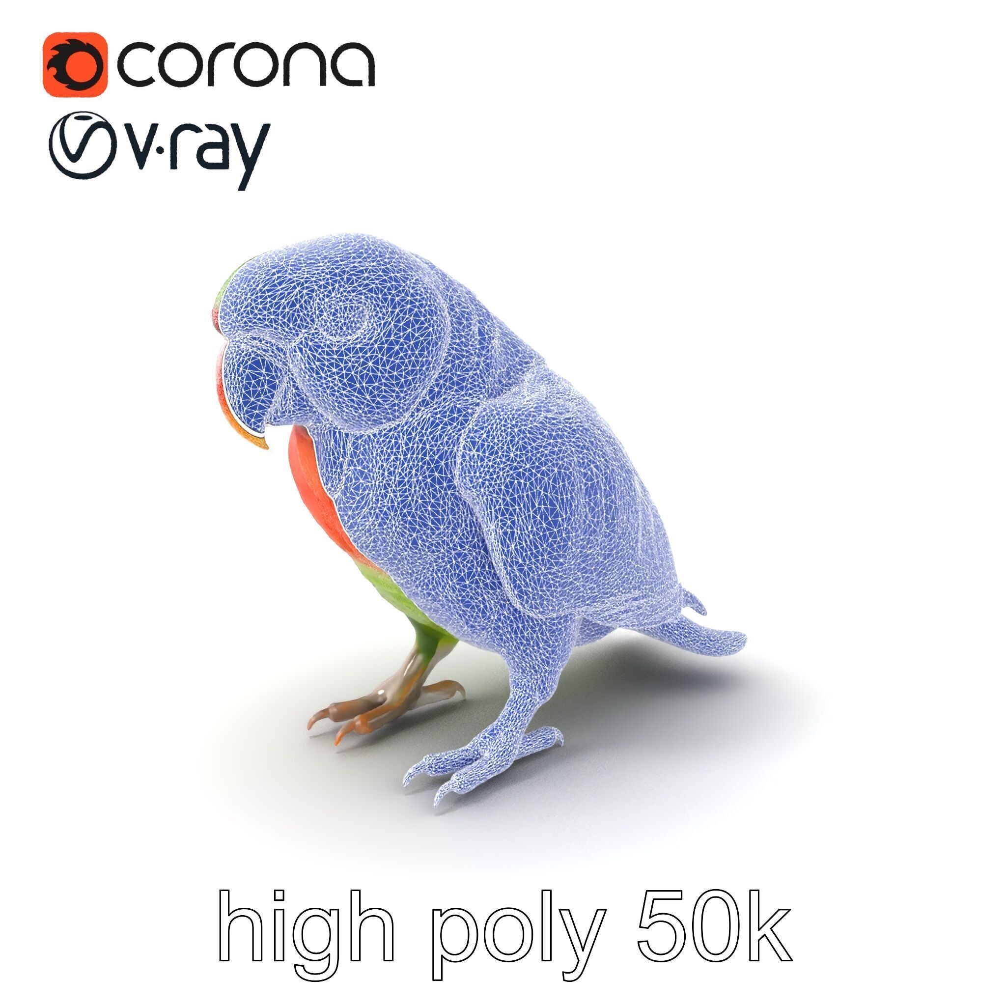 Eclectus Parrot Realistic Model Pack Low-poly 3D model_10