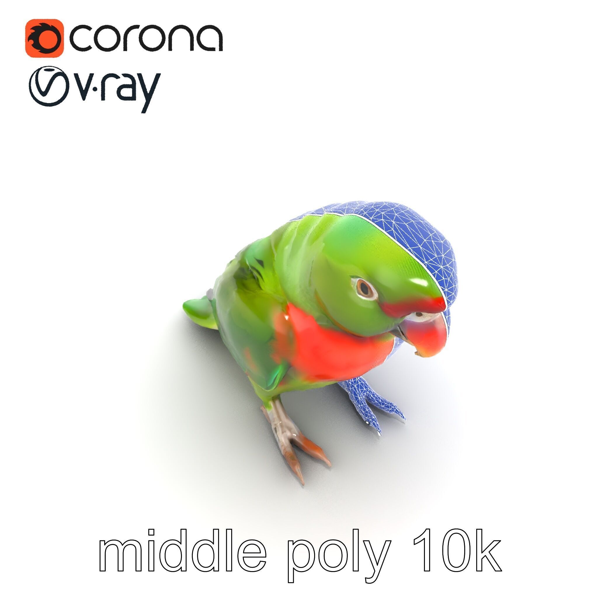 Eclectus Parrot Realistic Model Pack Low-poly 3D model_16