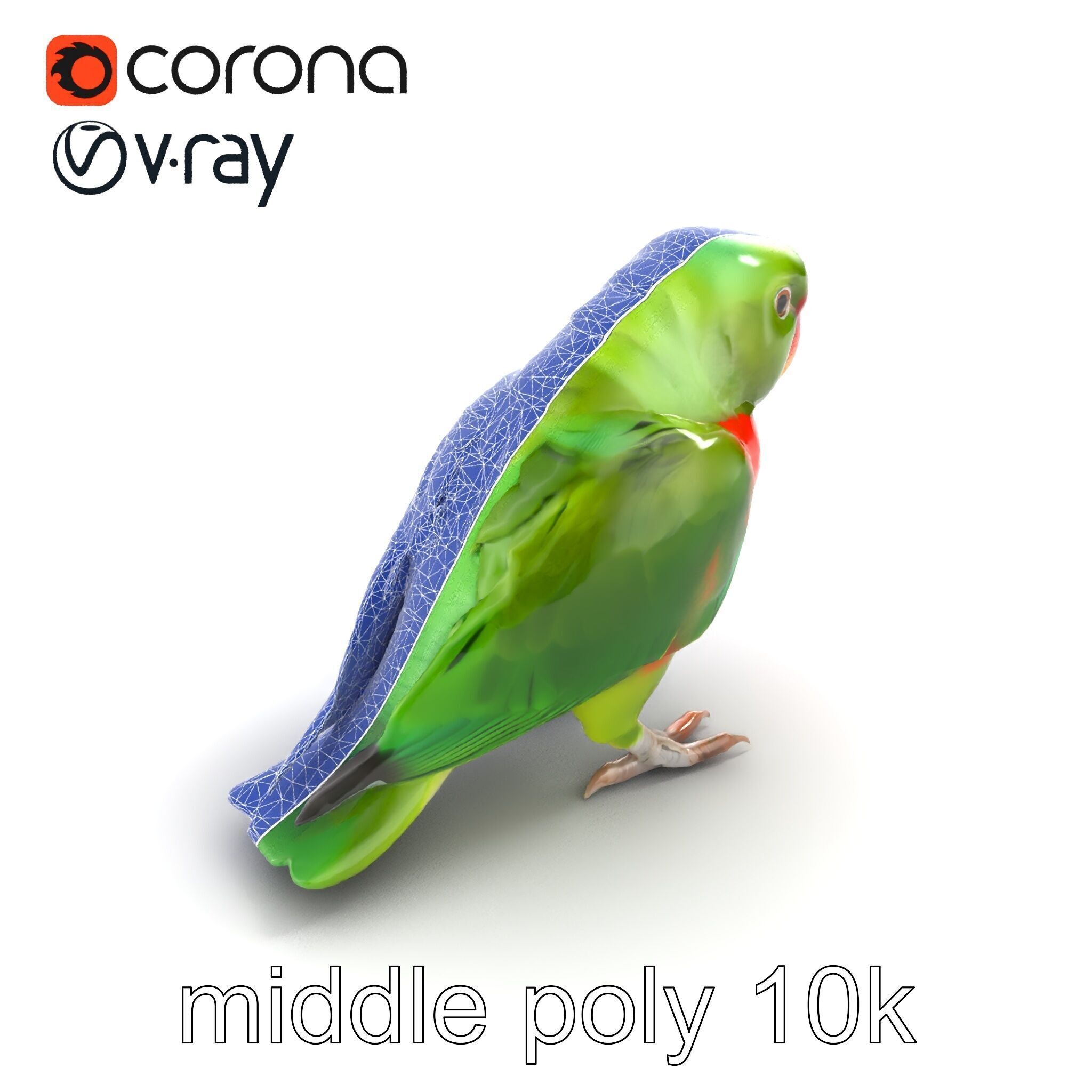 Eclectus Parrot Realistic Model Pack Low-poly 3D model_13