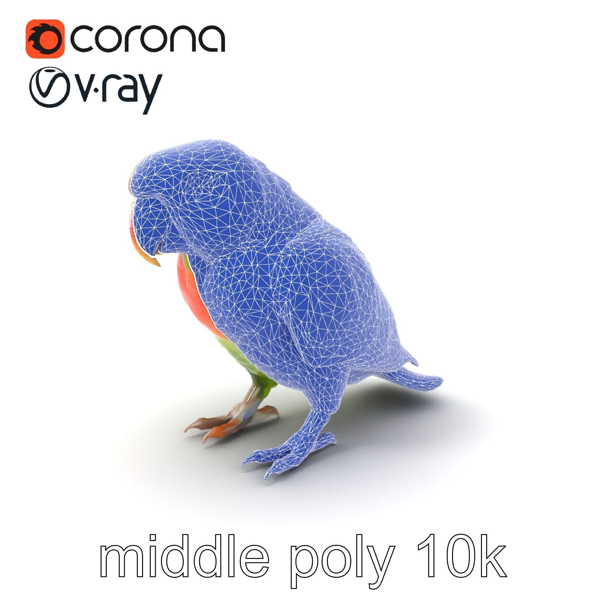 Eclectus Parrot Realistic Model Pack Low-poly 3D model_6