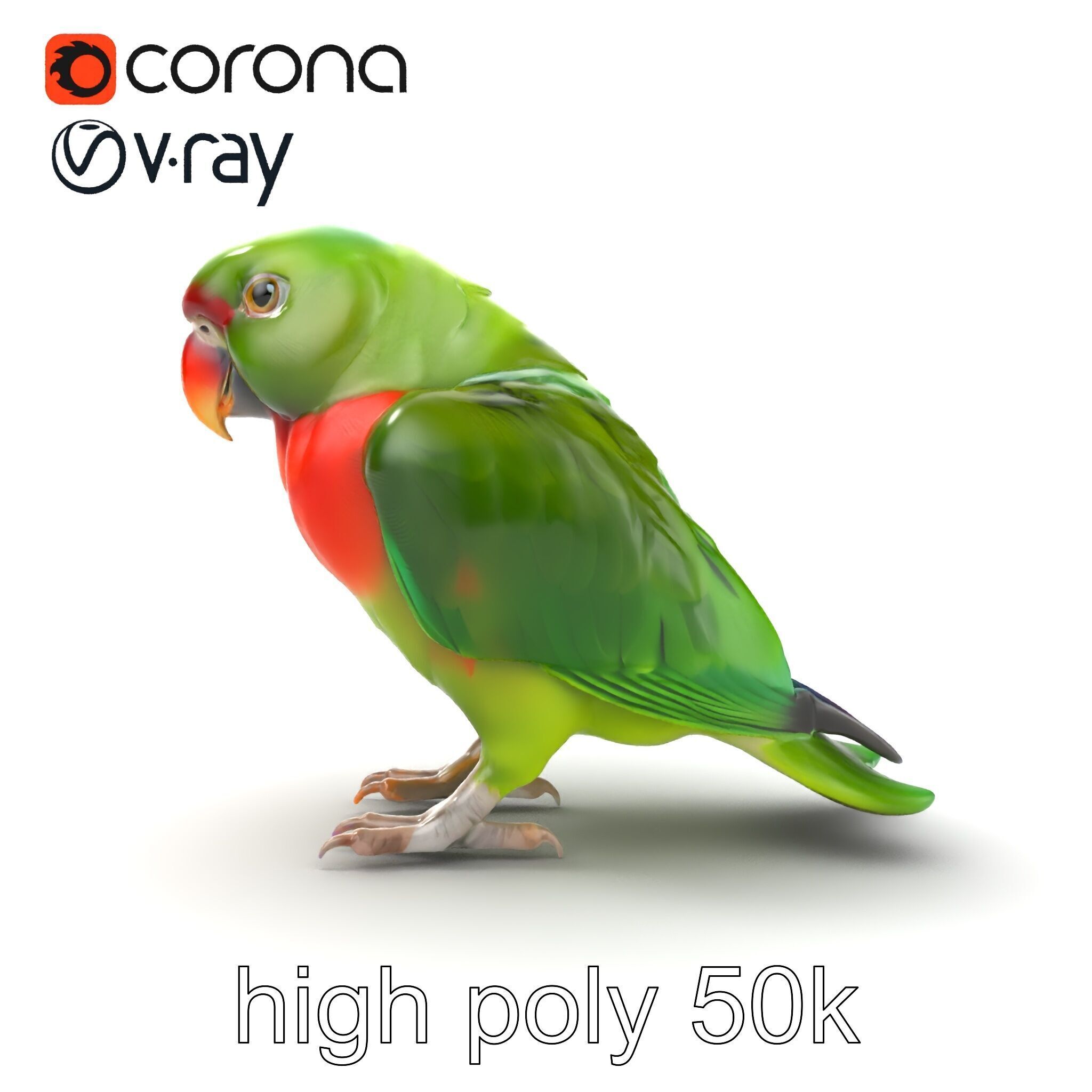 Eclectus Parrot Realistic Model Pack Low-poly 3D model_31