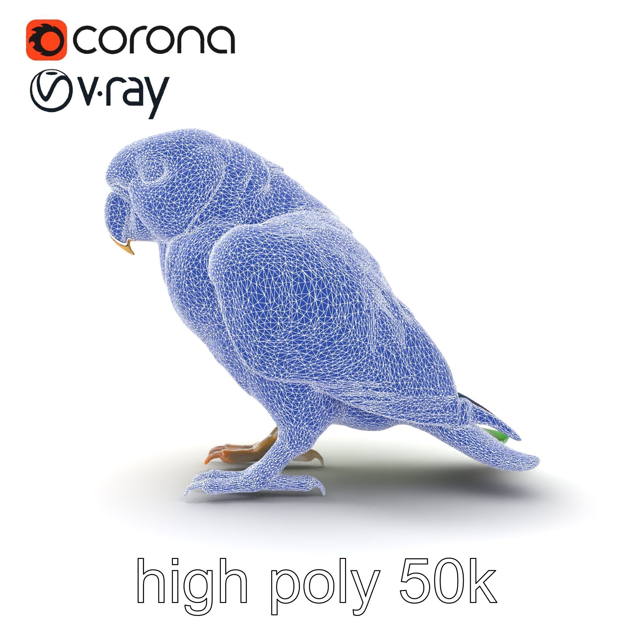 Eclectus Parrot Realistic Model Pack Low-poly 3D model_28