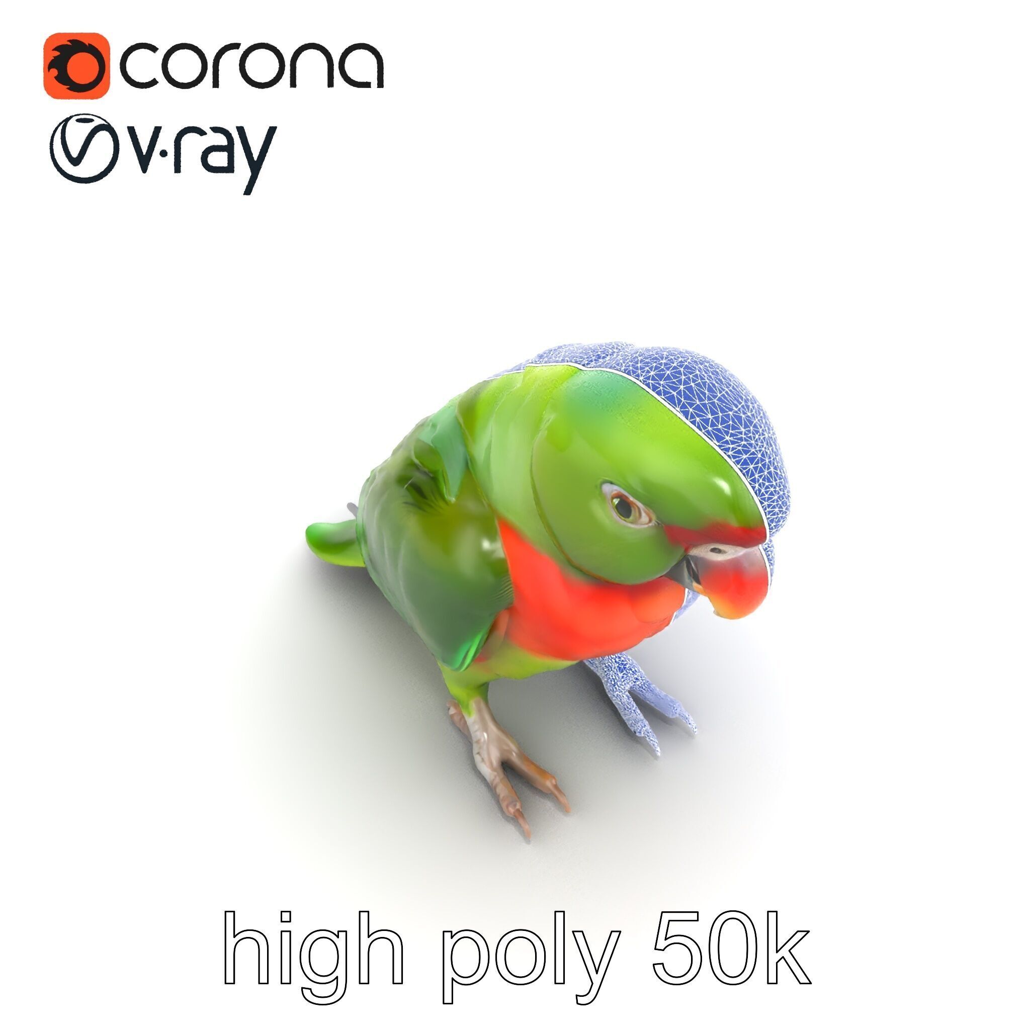 Eclectus Parrot Realistic Model Pack Low-poly 3D model_12