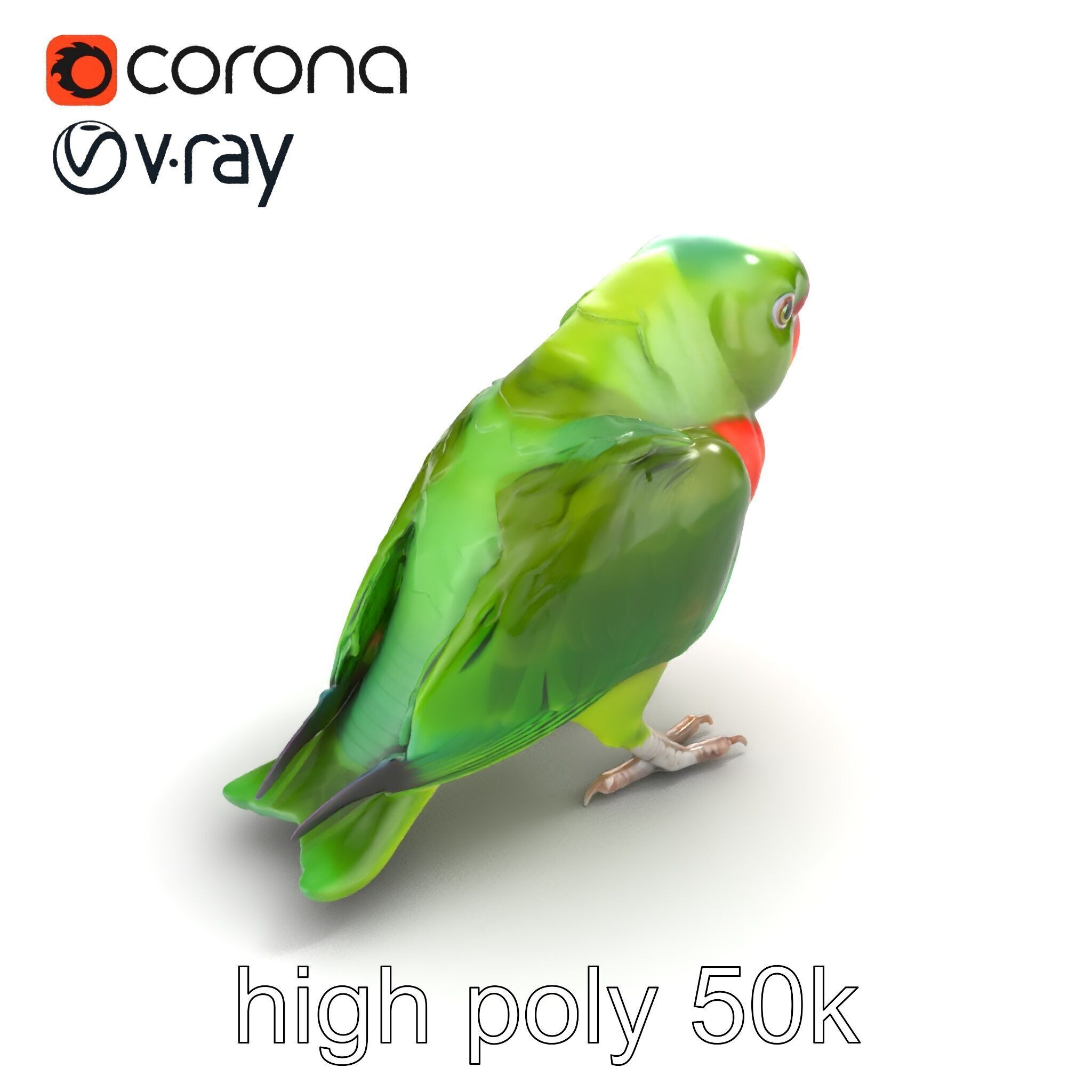 Eclectus Parrot Realistic Model Pack Low-poly 3D model_15