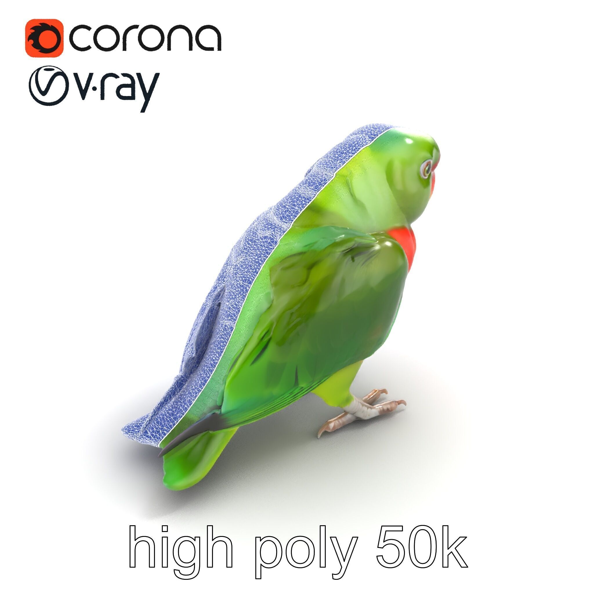 Eclectus Parrot Realistic Model Pack Low-poly 3D model_19