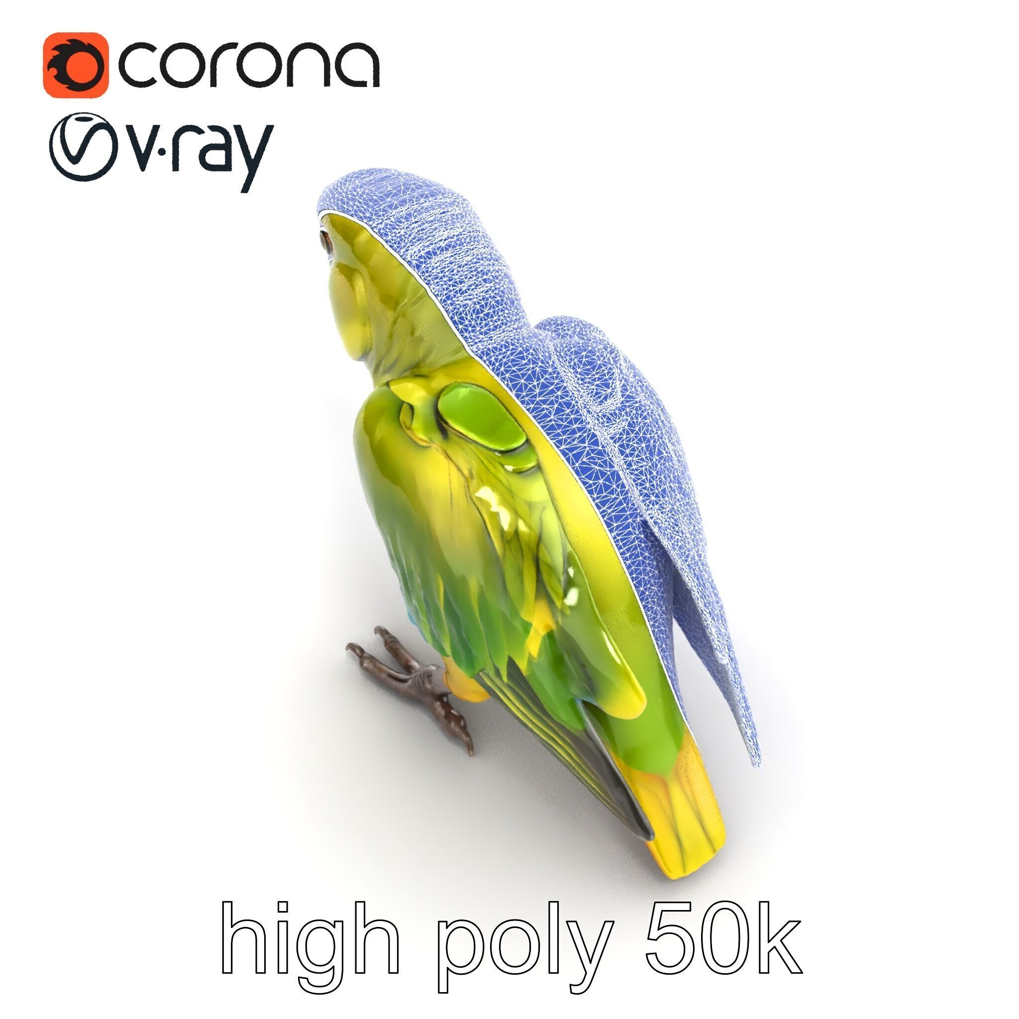 Amazon Parrot Realistic Bird 3D Model Pack Low-poly 3D model_15