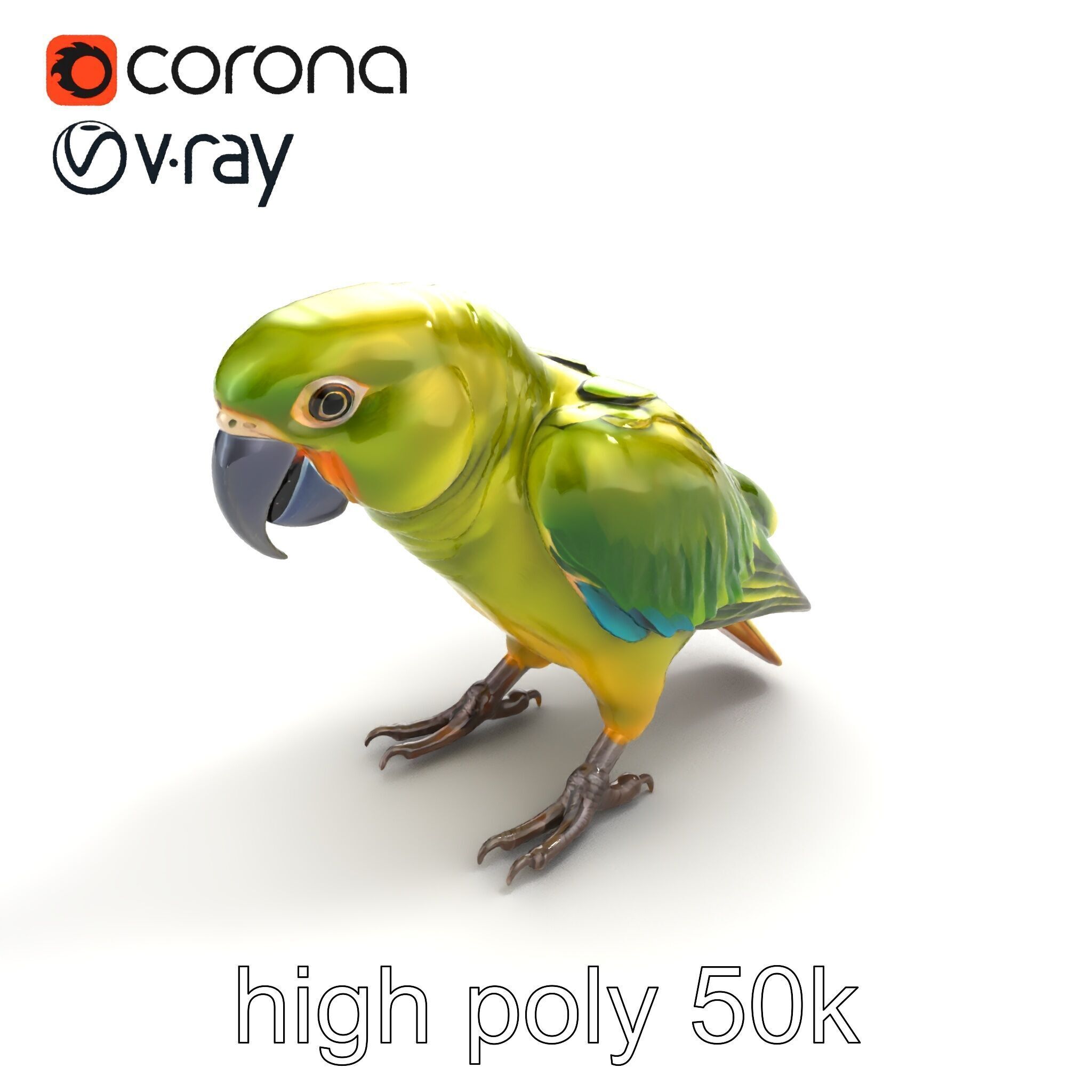 Amazon Parrot Realistic Bird 3D Model Pack Low-poly 3D model_9
