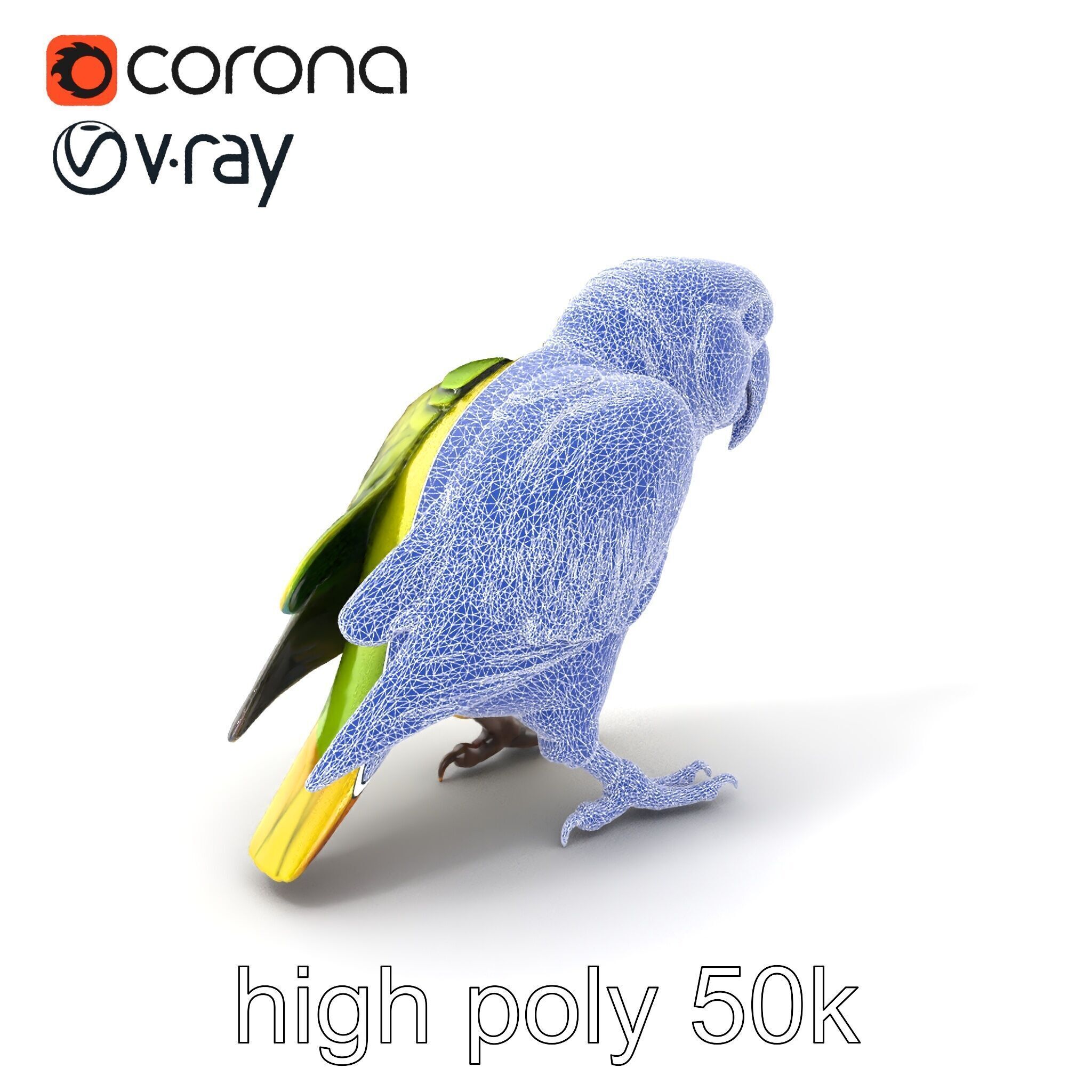 Amazon Parrot Realistic Bird 3D Model Pack Low-poly 3D model_1