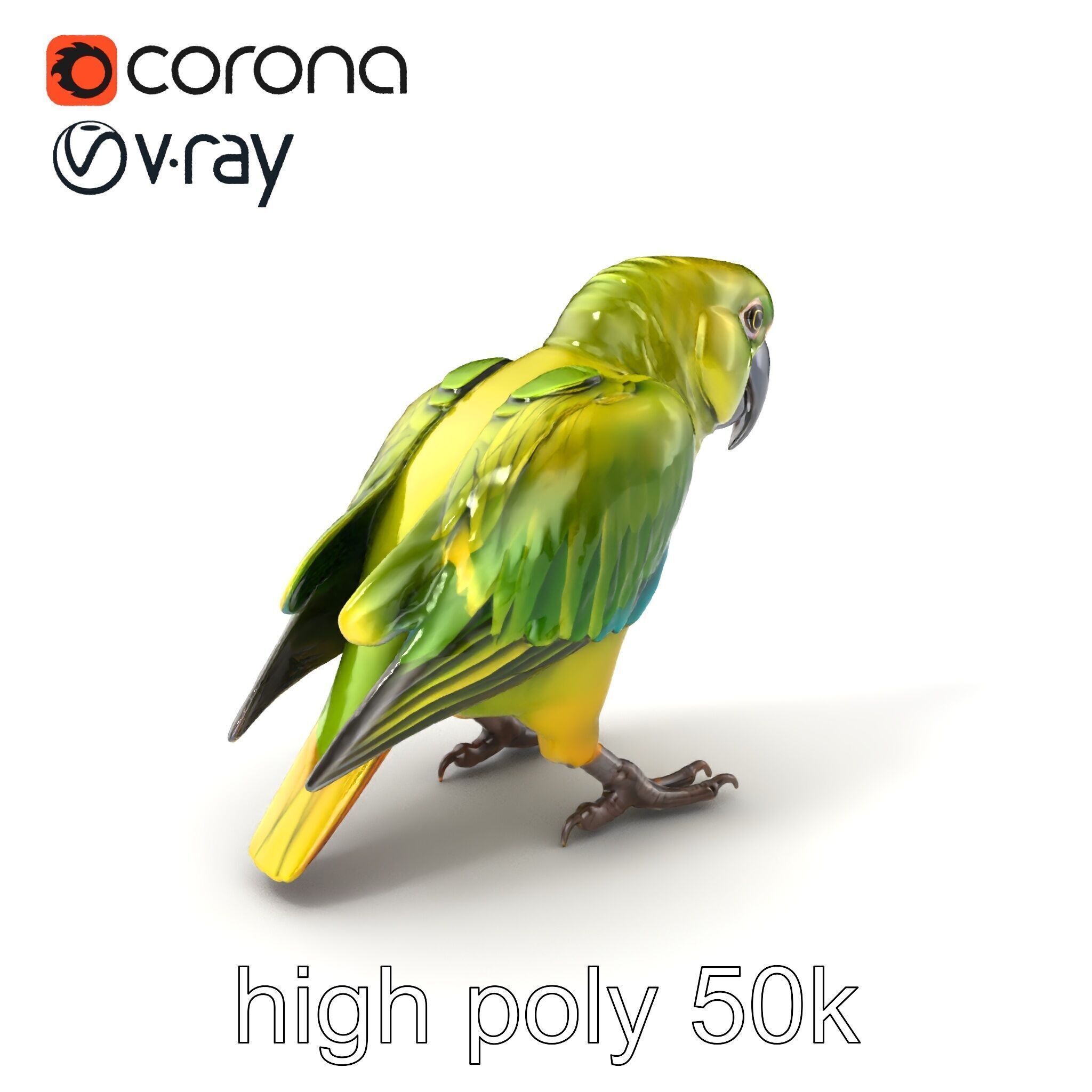 Amazon Parrot Realistic Bird 3D Model Pack Low-poly 3D model_2