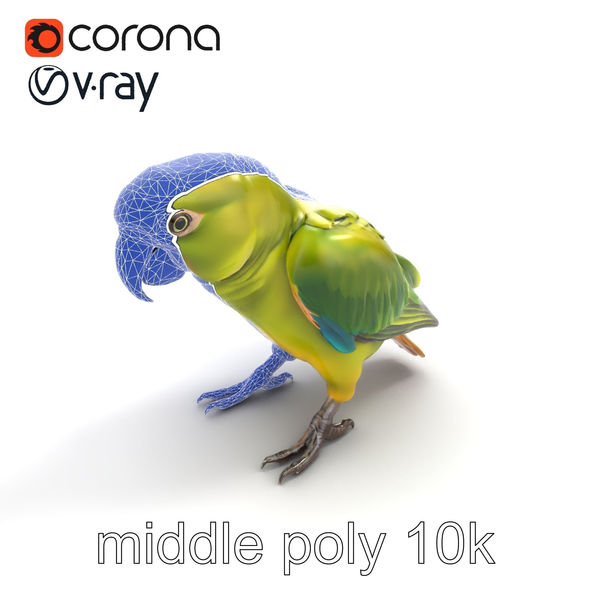 Amazon Parrot Realistic Bird 3D Model Pack Low-poly 3D model_10