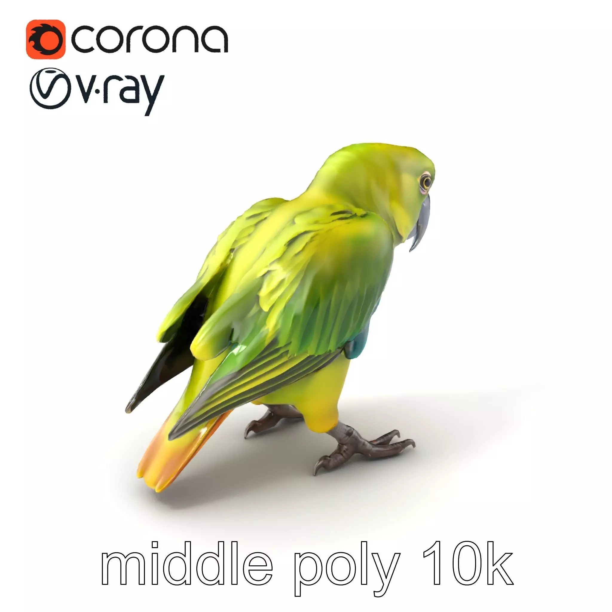 Amazon Parrot Realistic Bird 3D Model Pack Low-poly 3D model_0