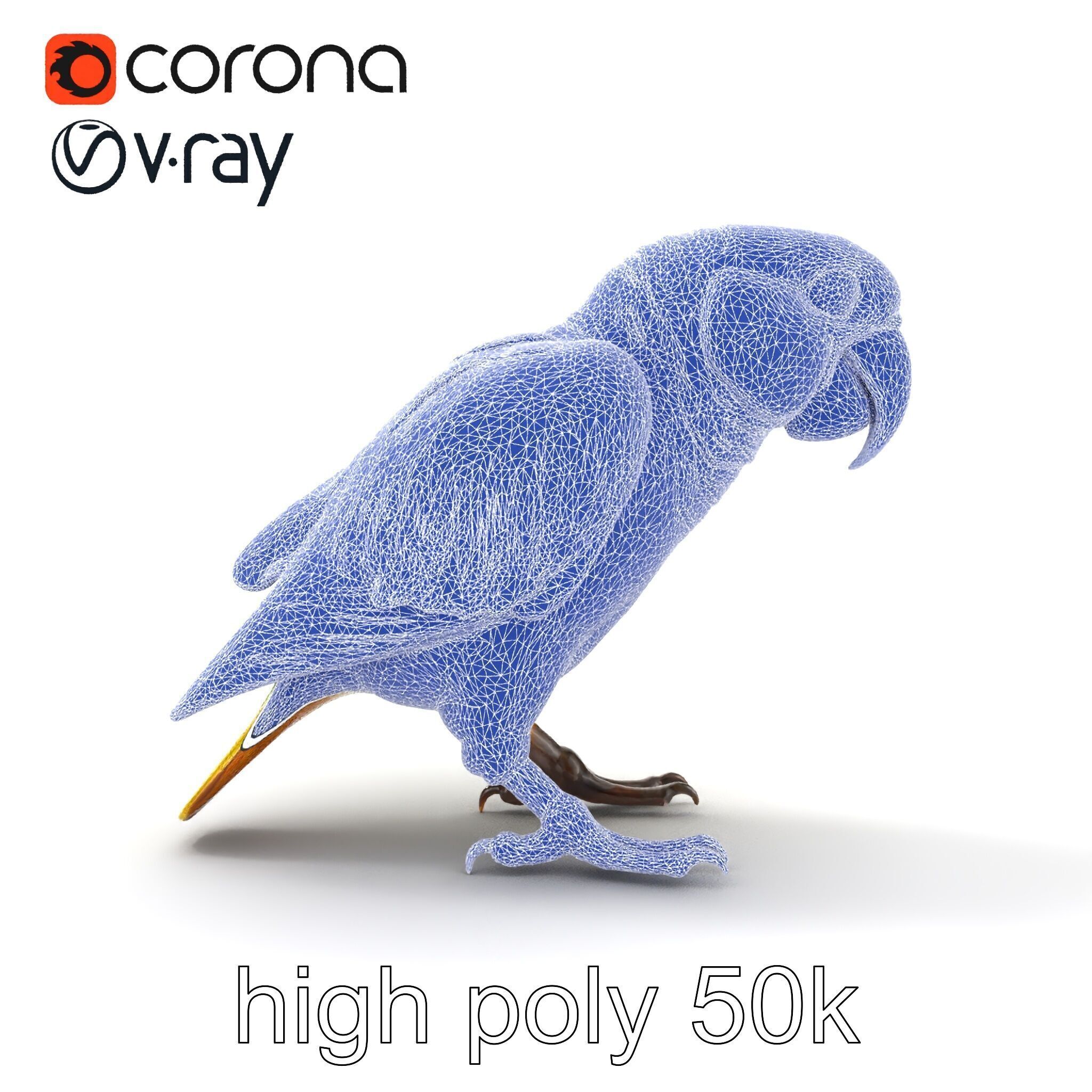 Amazon Parrot Realistic Bird 3D Model Pack Low-poly 3D model_24
