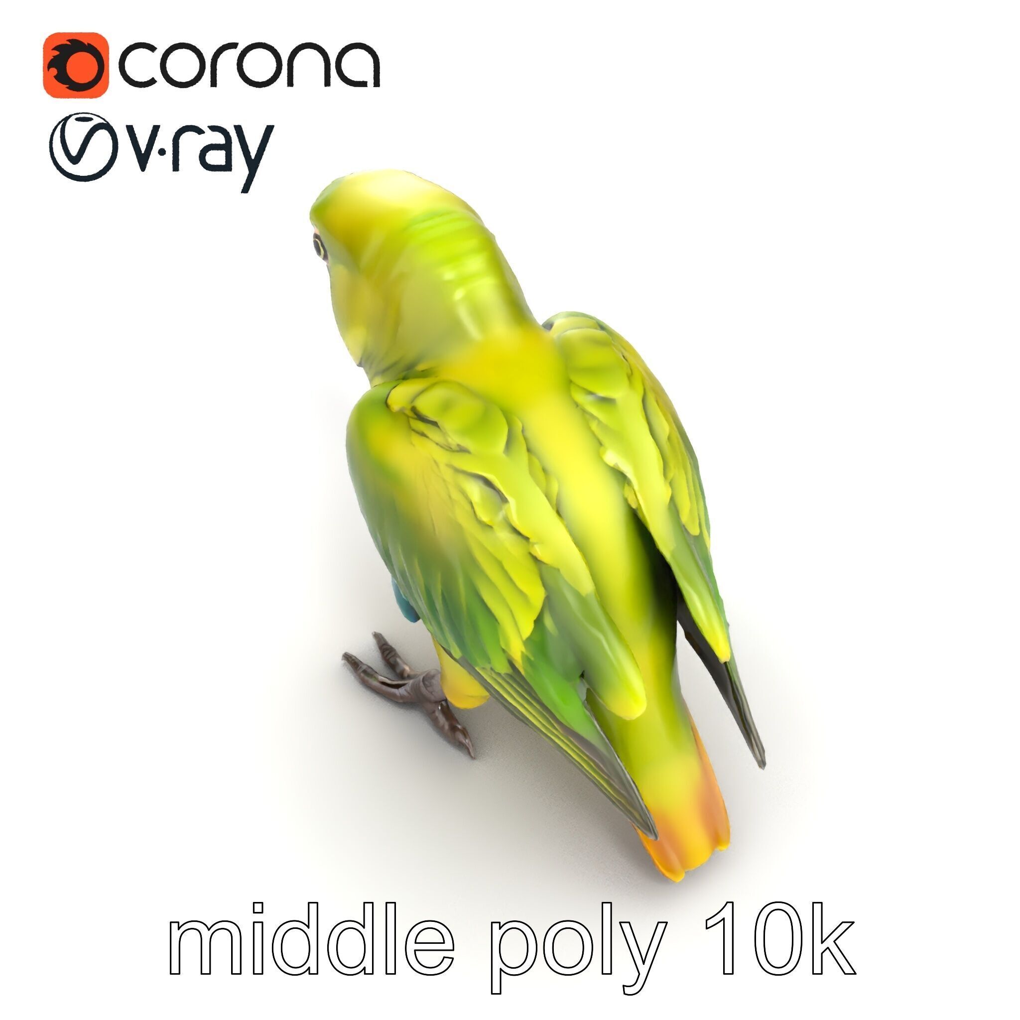 Amazon Parrot Realistic Bird 3D Model Pack Low-poly 3D model_19