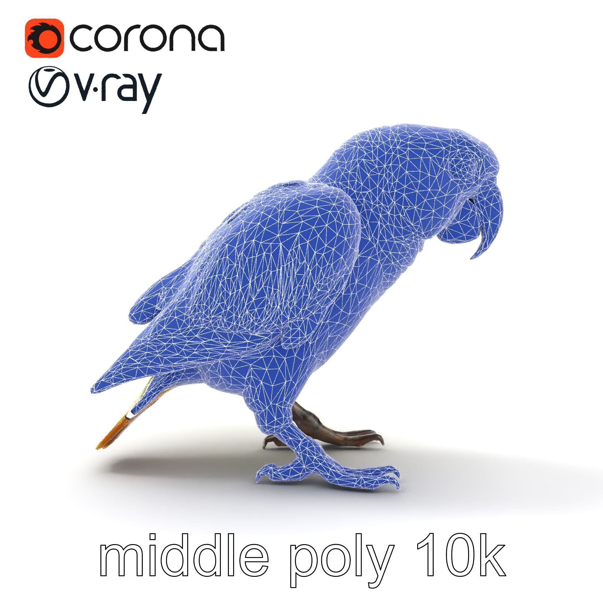 Amazon Parrot Realistic Bird 3D Model Pack Low-poly 3D model_27