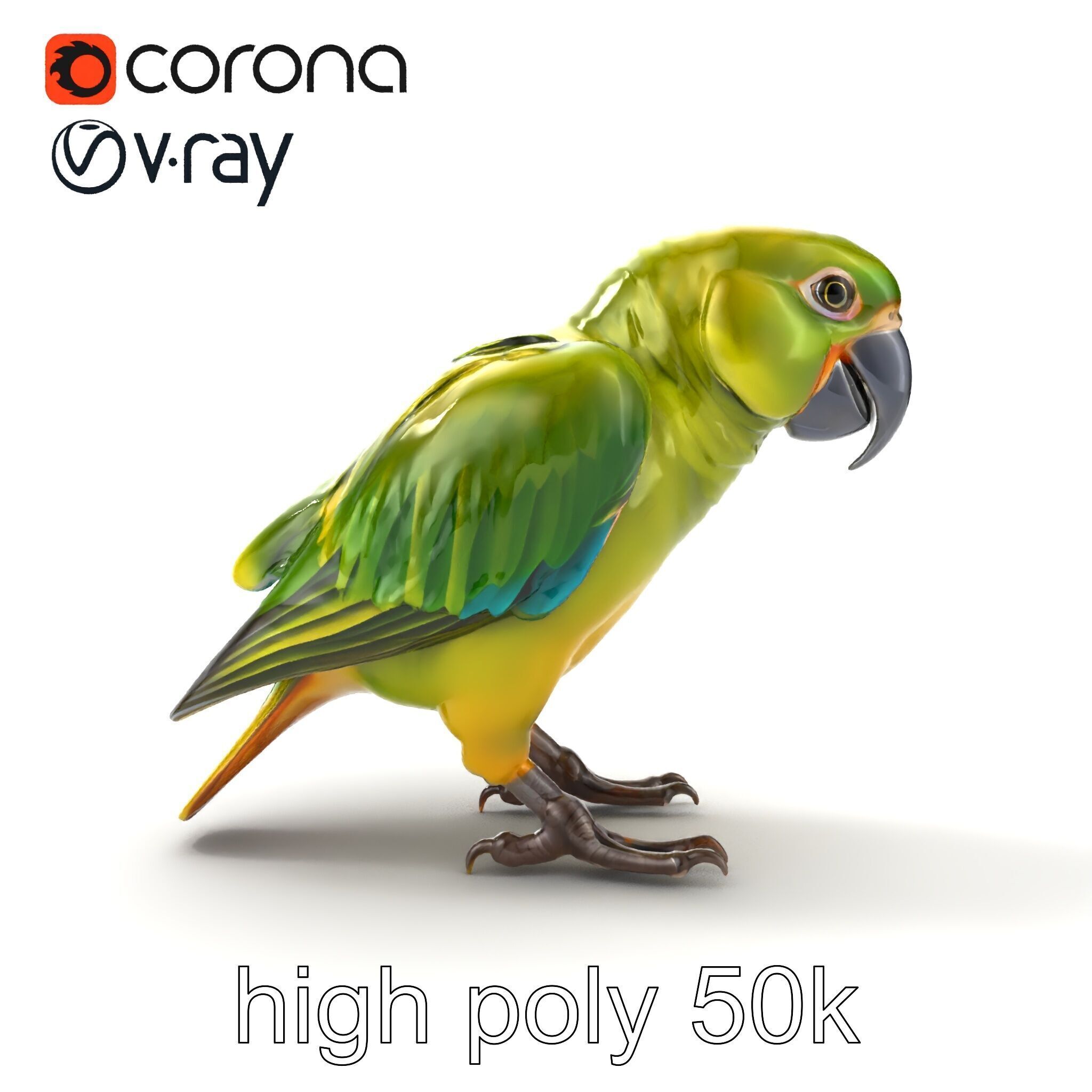 Amazon Parrot Realistic Bird 3D Model Pack Low-poly 3D model_30
