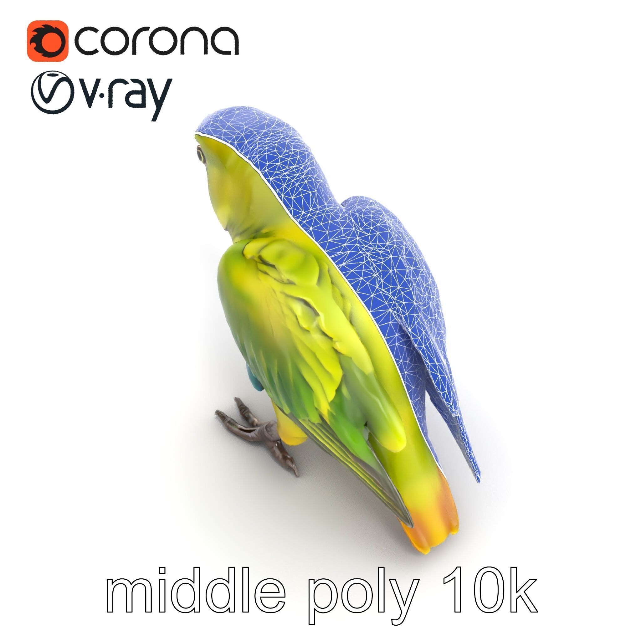 Amazon Parrot Realistic Bird 3D Model Pack Low-poly 3D model_22