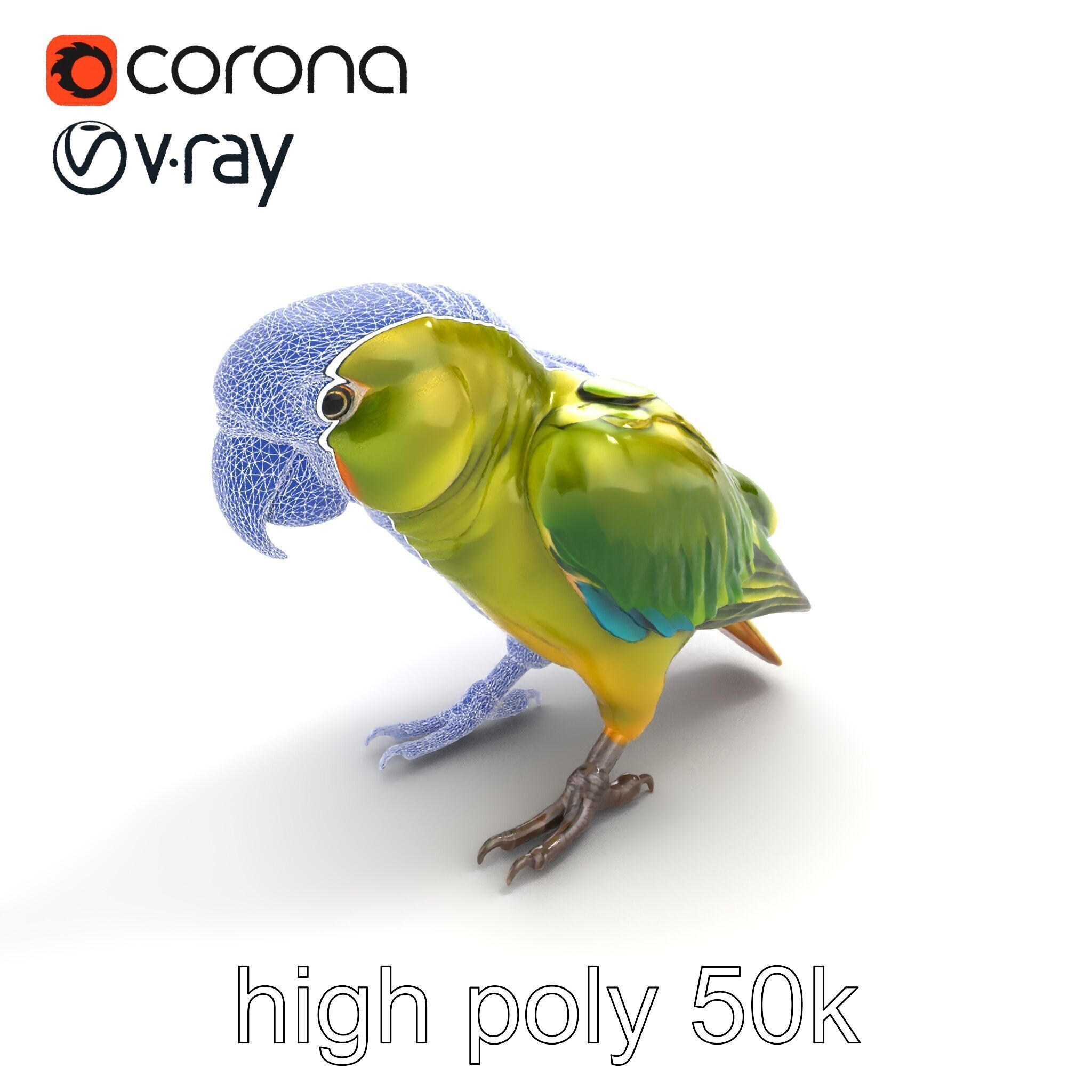 Amazon Parrot Realistic Bird 3D Model Pack Low-poly 3D model_28