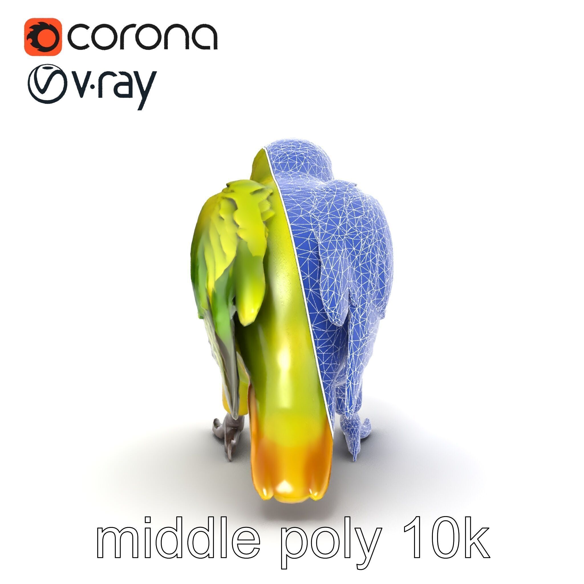 Amazon Parrot Realistic Bird 3D Model Pack Low-poly 3D model_12