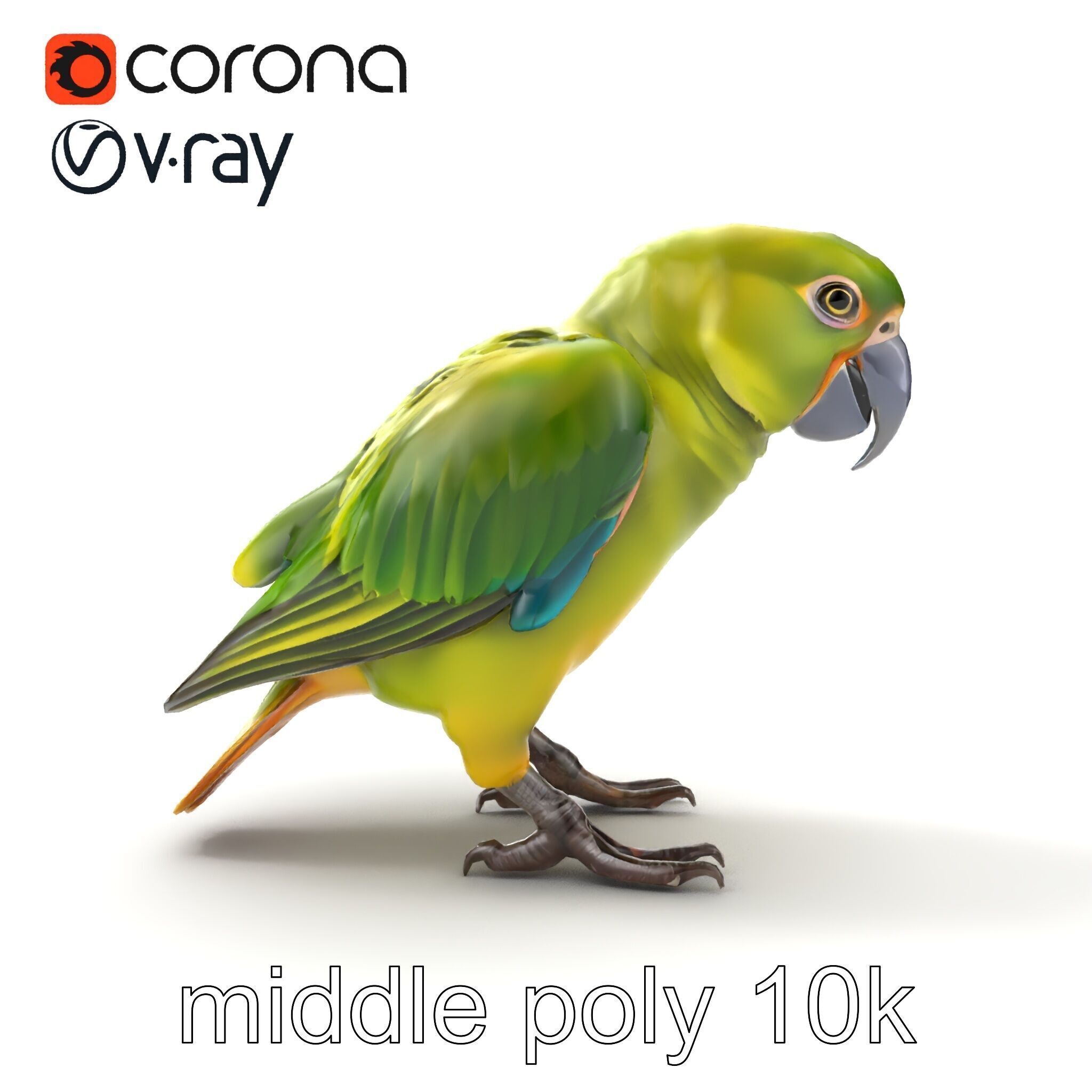 Amazon Parrot Realistic Bird 3D Model Pack Low-poly 3D model_26