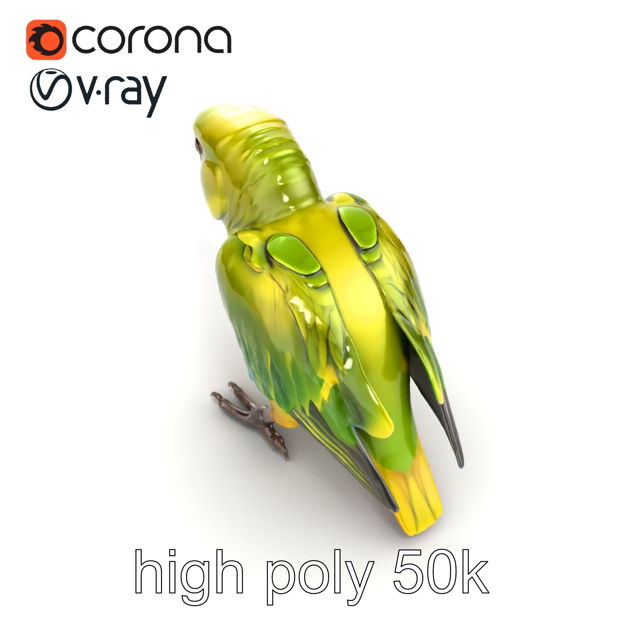 Amazon Parrot Realistic Bird 3D Model Pack Low-poly 3D model_16