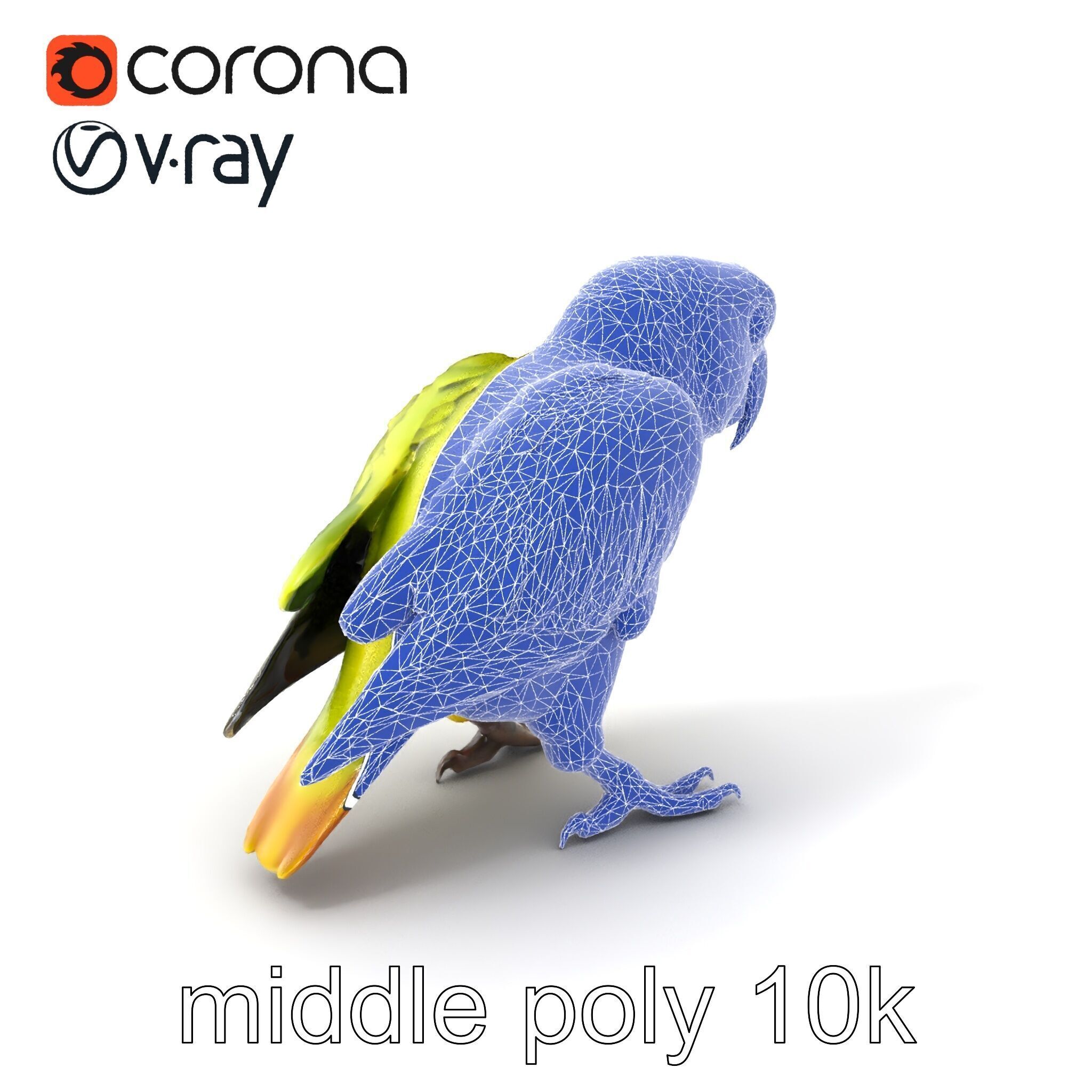 Amazon Parrot Realistic Bird 3D Model Pack Low-poly 3D model_5