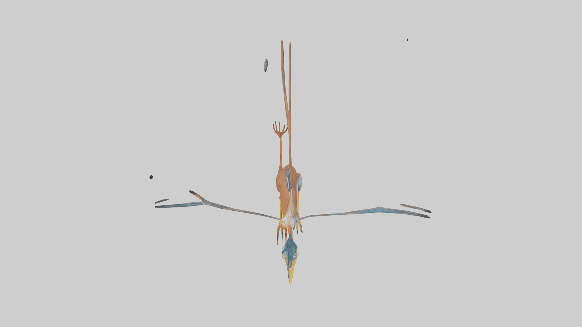 Roadrunner running model Low-poly 3D model_14