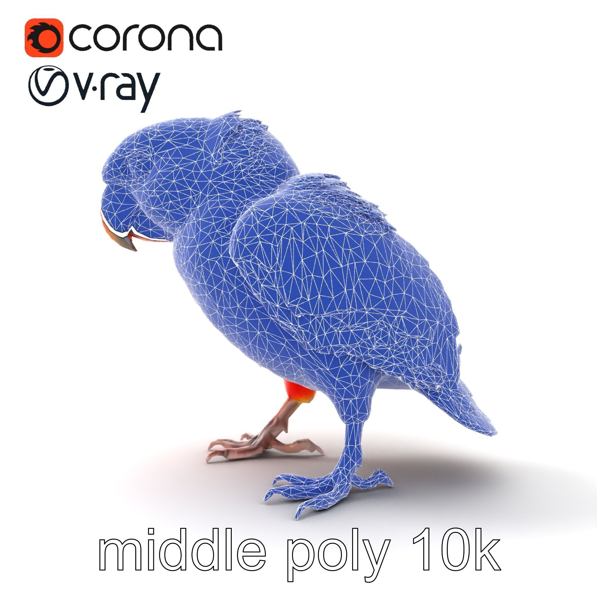 Vibrant Lory Parrot Sculptural model pack Low-poly 3D model_11