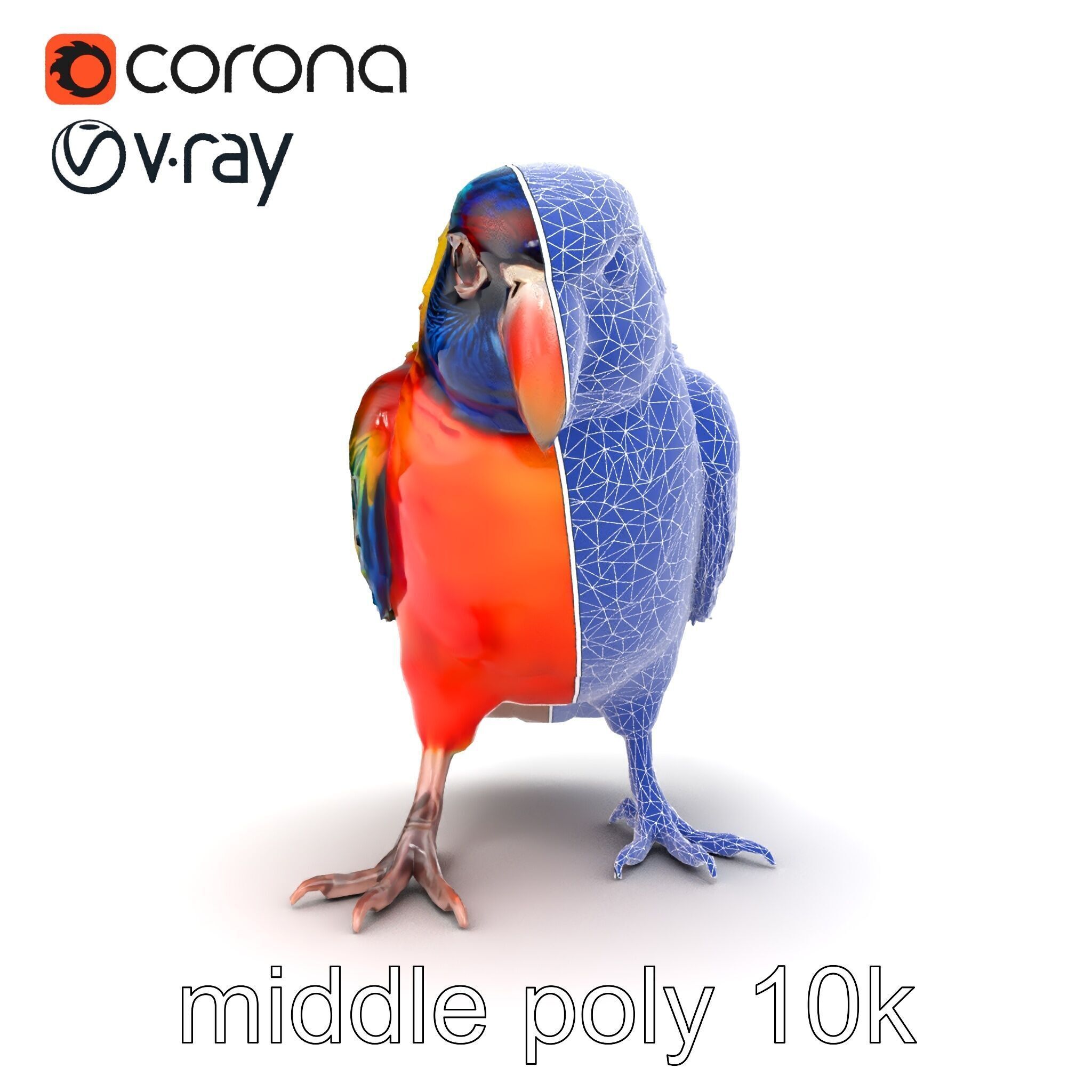 Vibrant Lory Parrot Sculptural model pack Low-poly 3D model_17