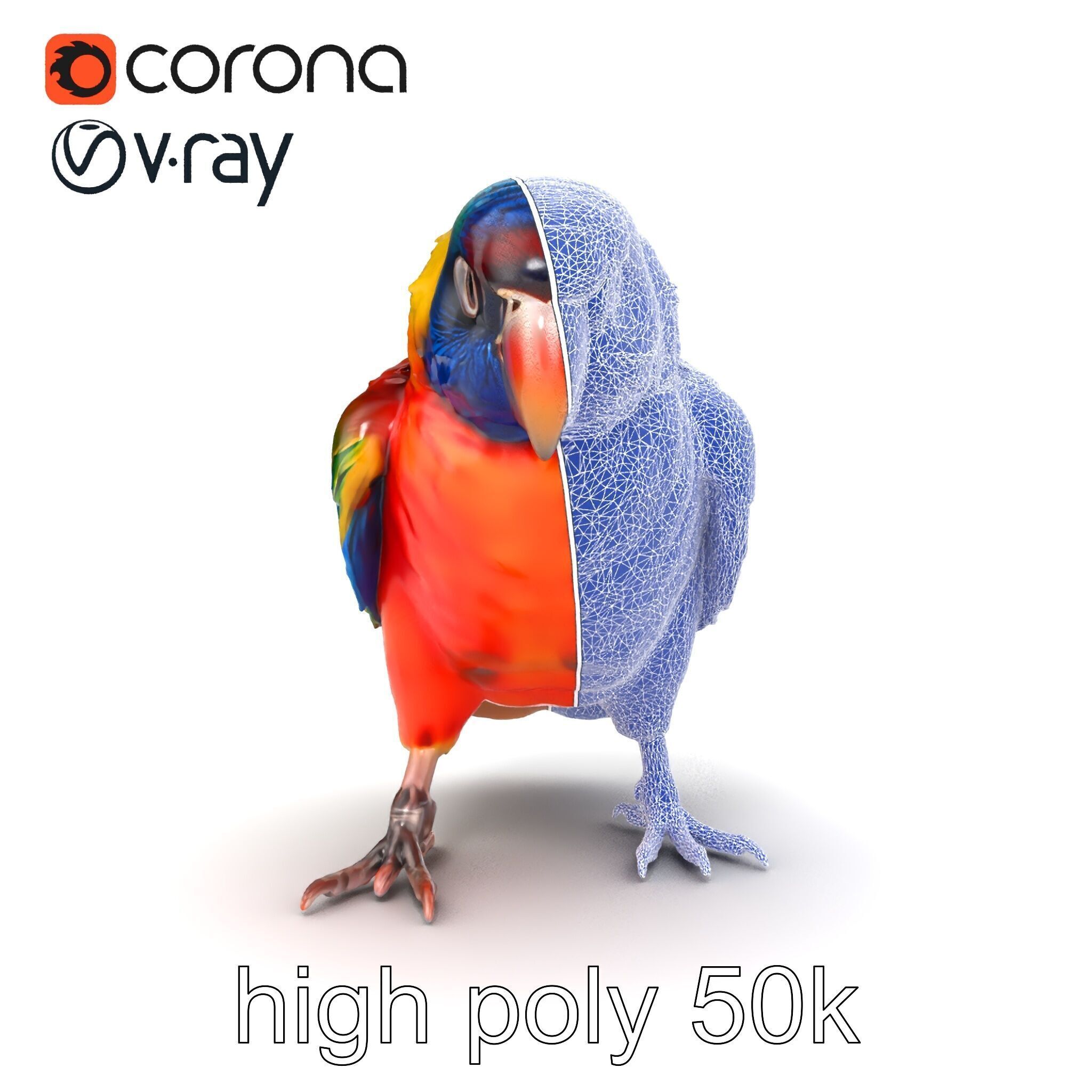 Vibrant Lory Parrot Sculptural model pack Low-poly 3D model_29