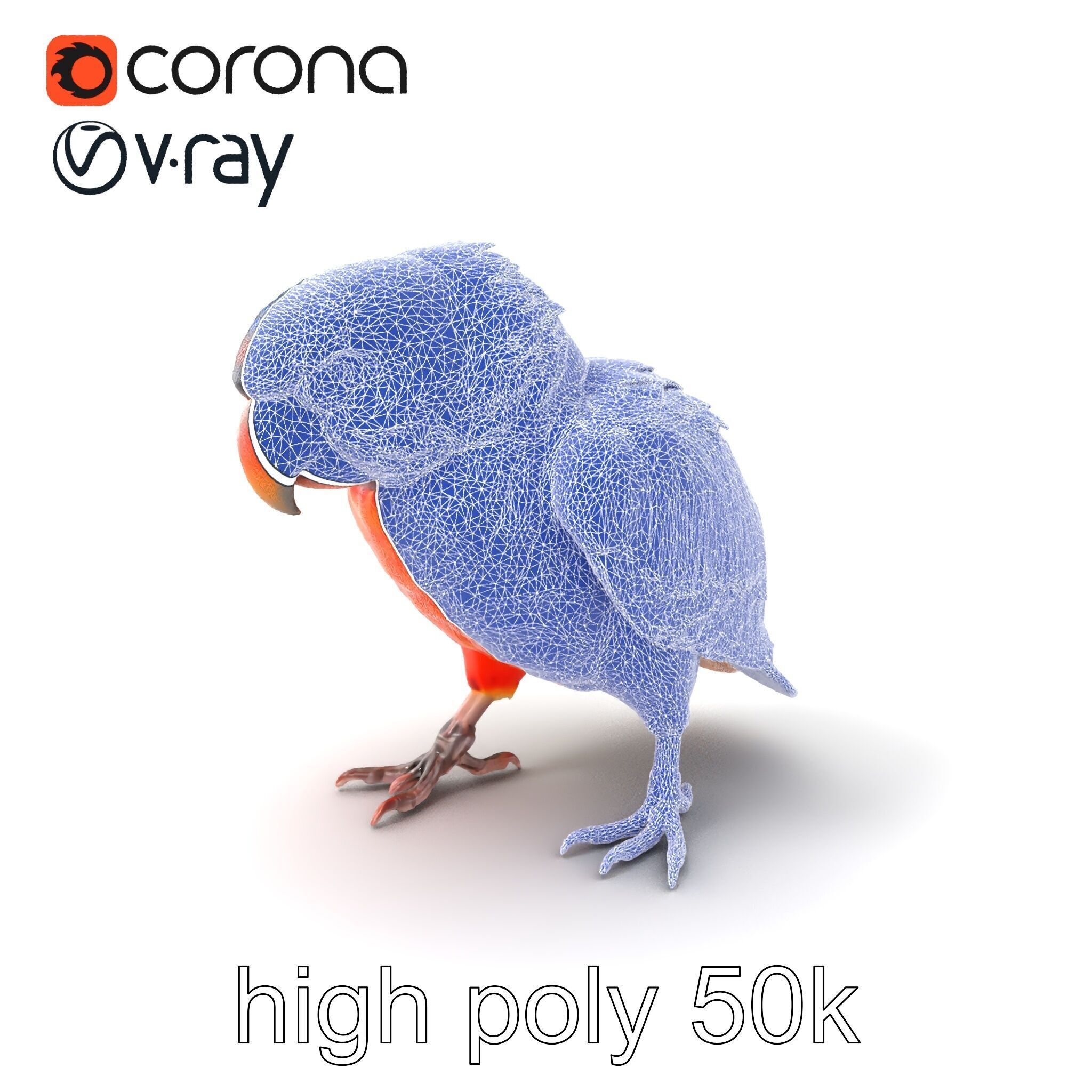 Vibrant Lory Parrot Sculptural model pack Low-poly 3D model_1