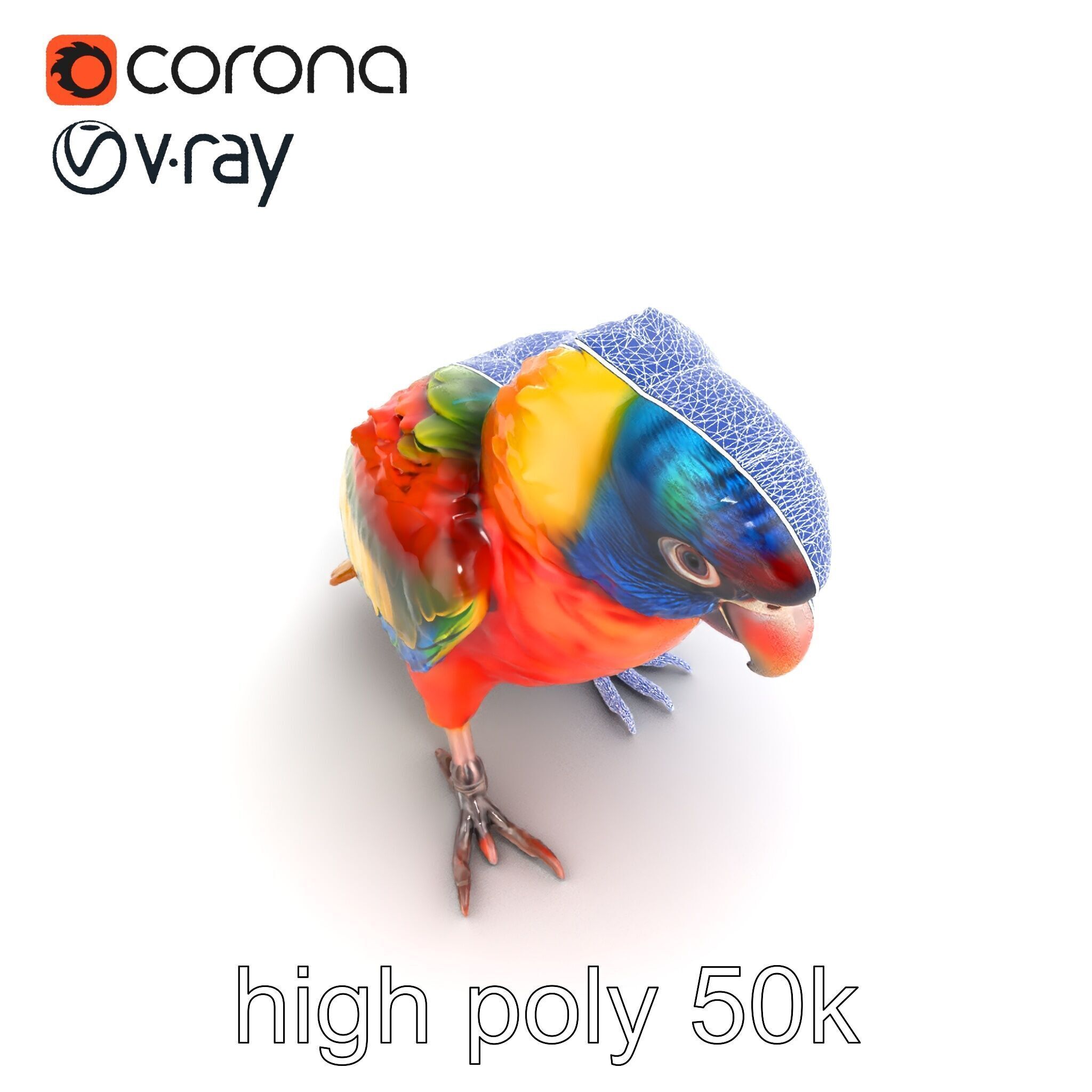 Vibrant Lory Parrot Sculptural model pack Low-poly 3D model_20