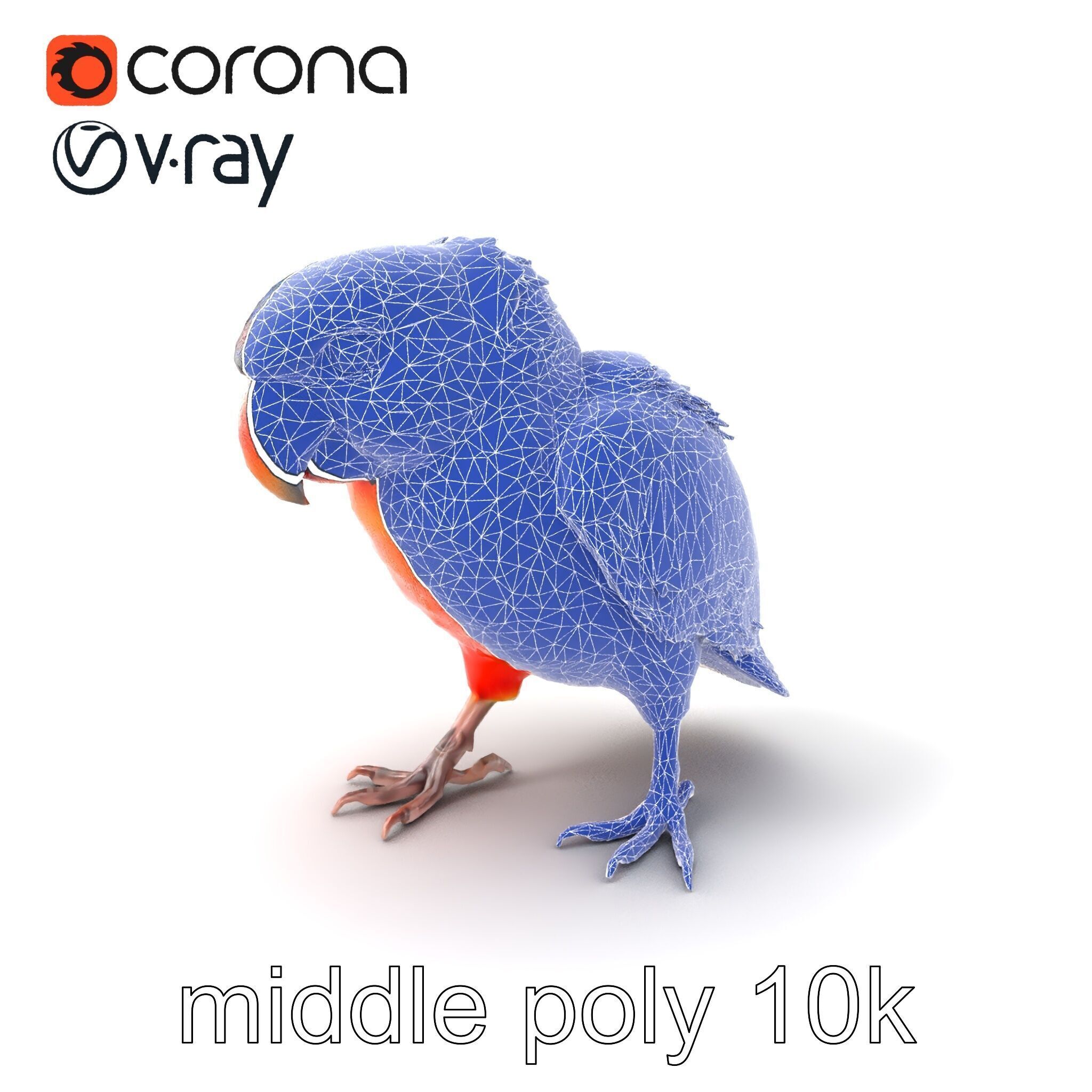 Vibrant Lory Parrot Sculptural model pack Low-poly 3D model_5