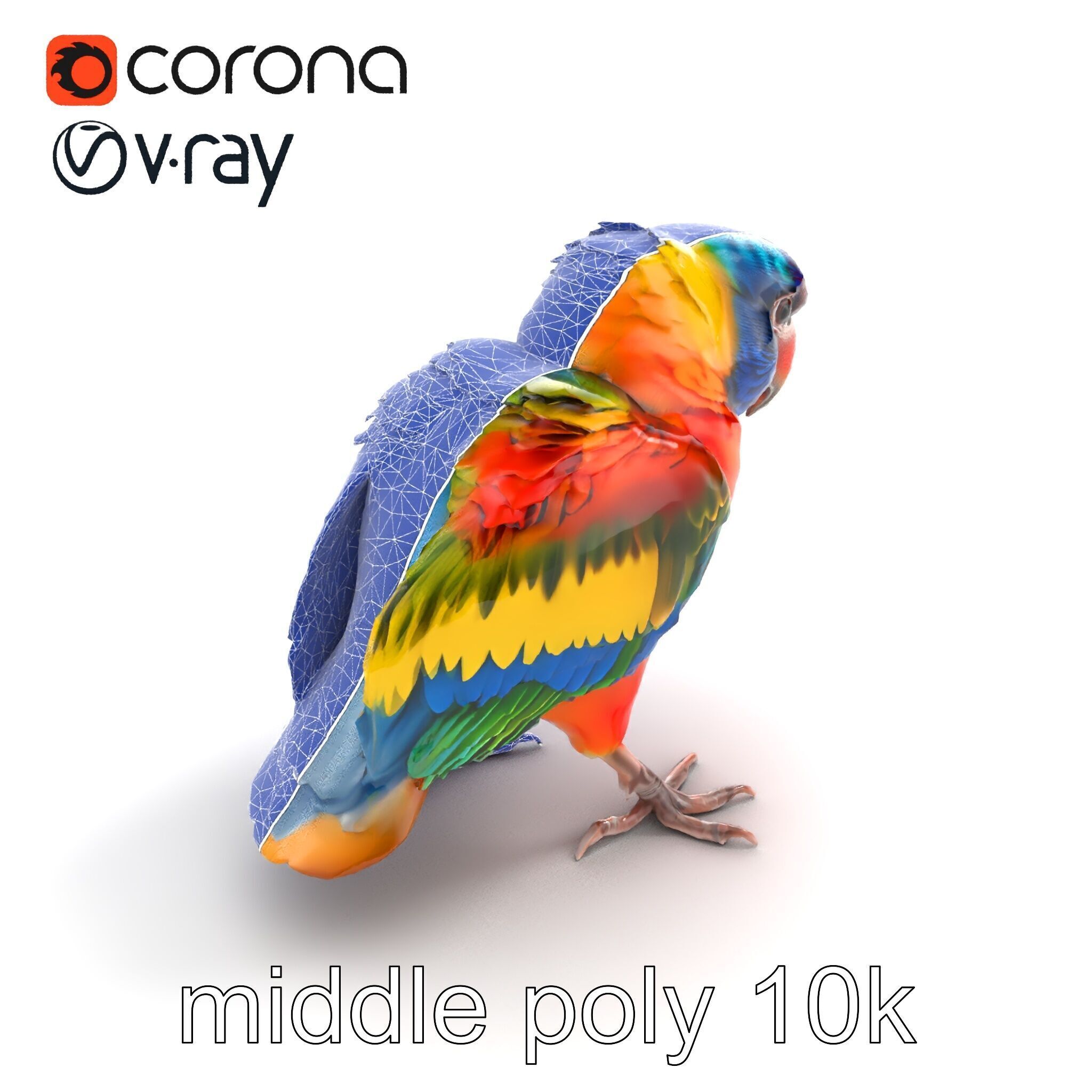 Vibrant Lory Parrot Sculptural model pack Low-poly 3D model_10