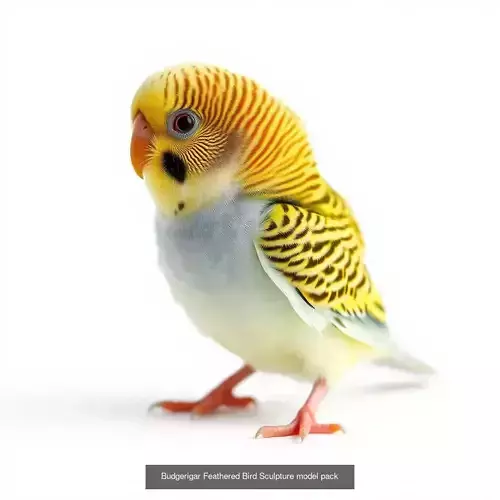 Vibrant Parrots 3D Models Pack 3D Model Collection