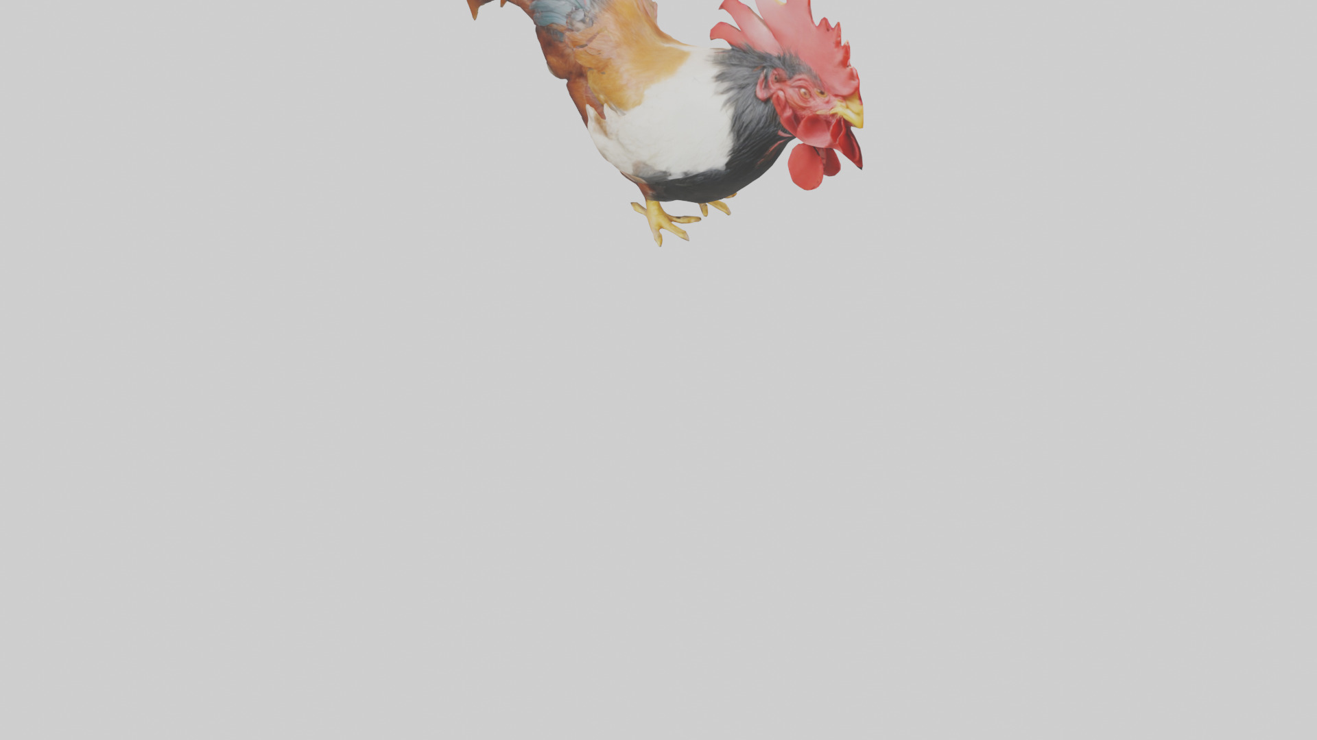 Rooster Comb Model Low-poly 3D model_7