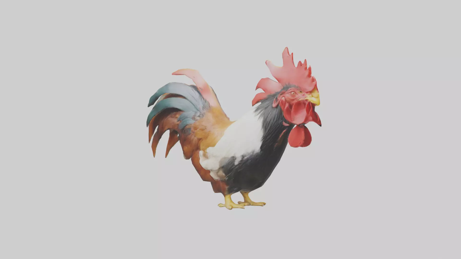 Rooster Comb Model Low-poly 3D model_0