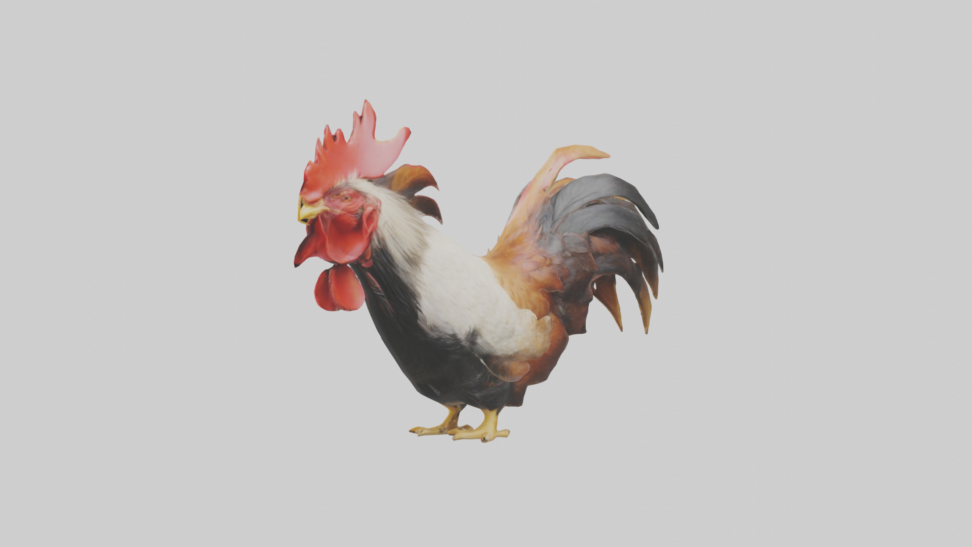 Rooster Comb Model Low-poly 3D model_10